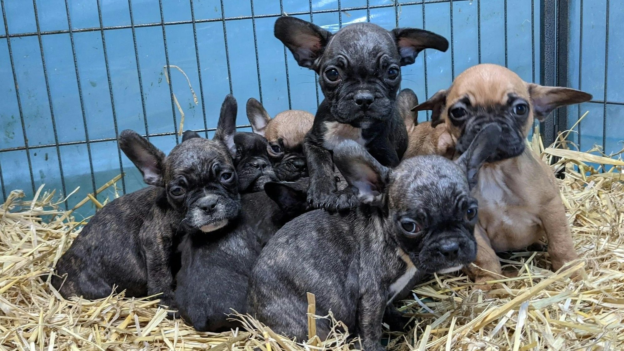 16 Bulldoggenwelpen wurden 2021 in einer Kölner Wohnung sichergestellt