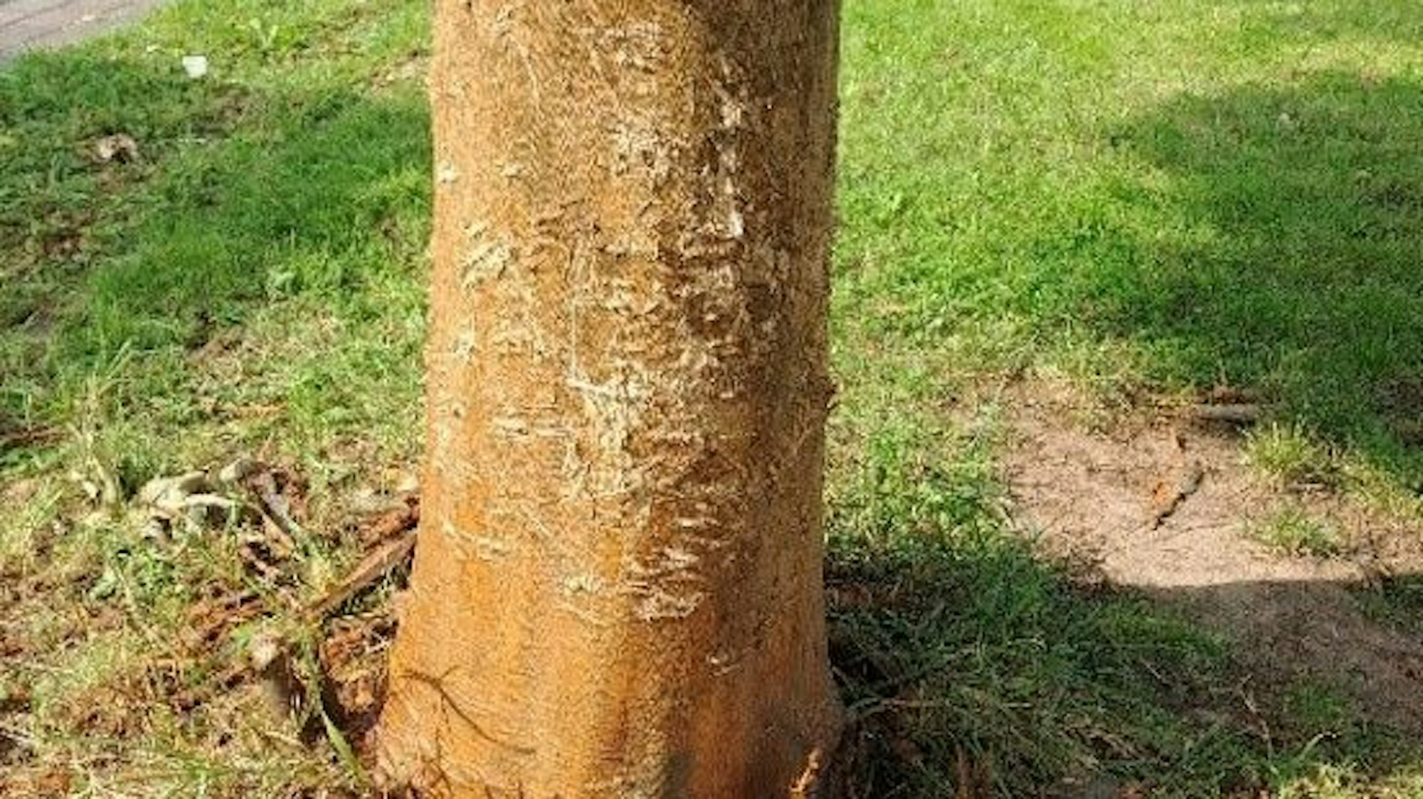 Ein zerstörter Baum in Köln