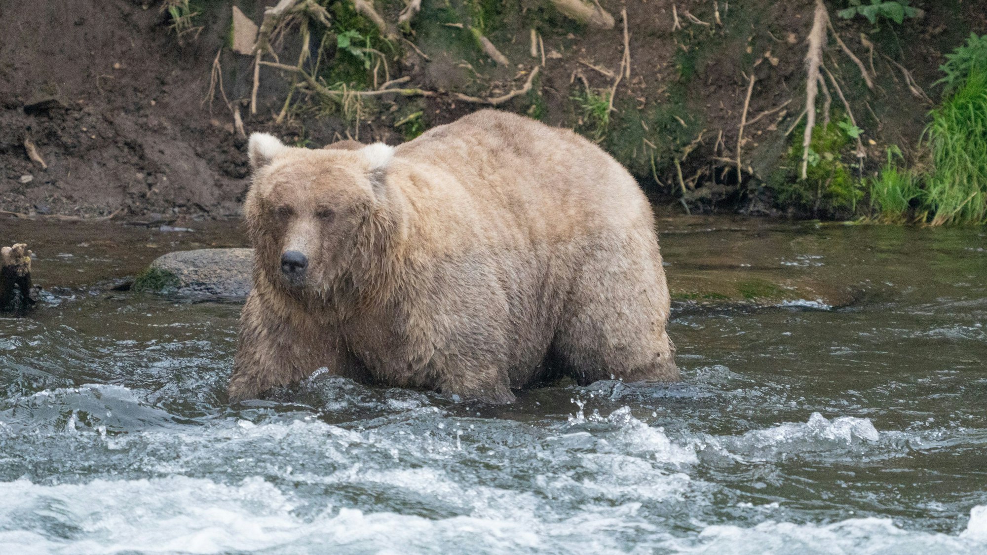 Die Braunbärin Gazer ist die Gewinnerin des „Fat Bear“-Contests, mehr als eine Million Menschen stimmten bei dem kuriosen Wettbewerb ab.
