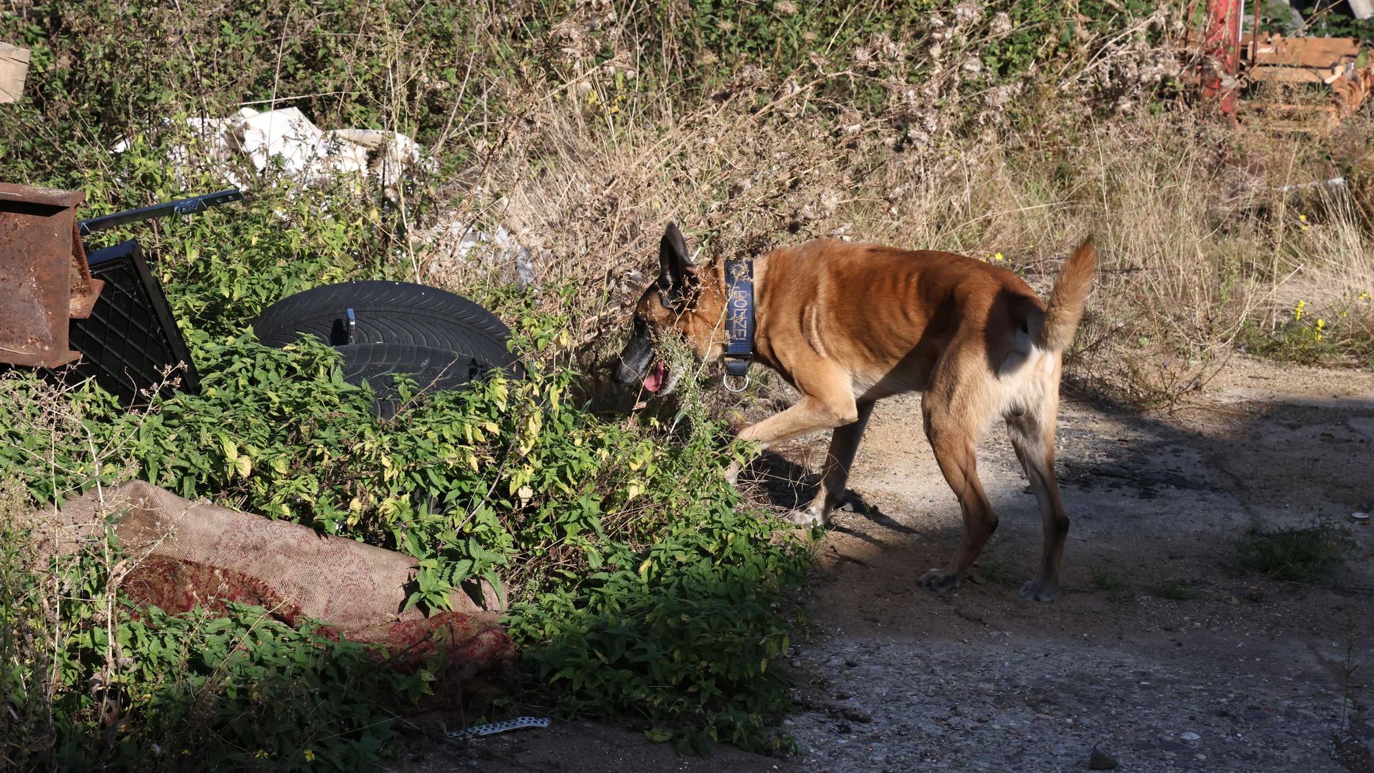 Das Bild zeigt den Drogenspürhund Odin, wie er durch das Gelände streunt und schnüffelt.