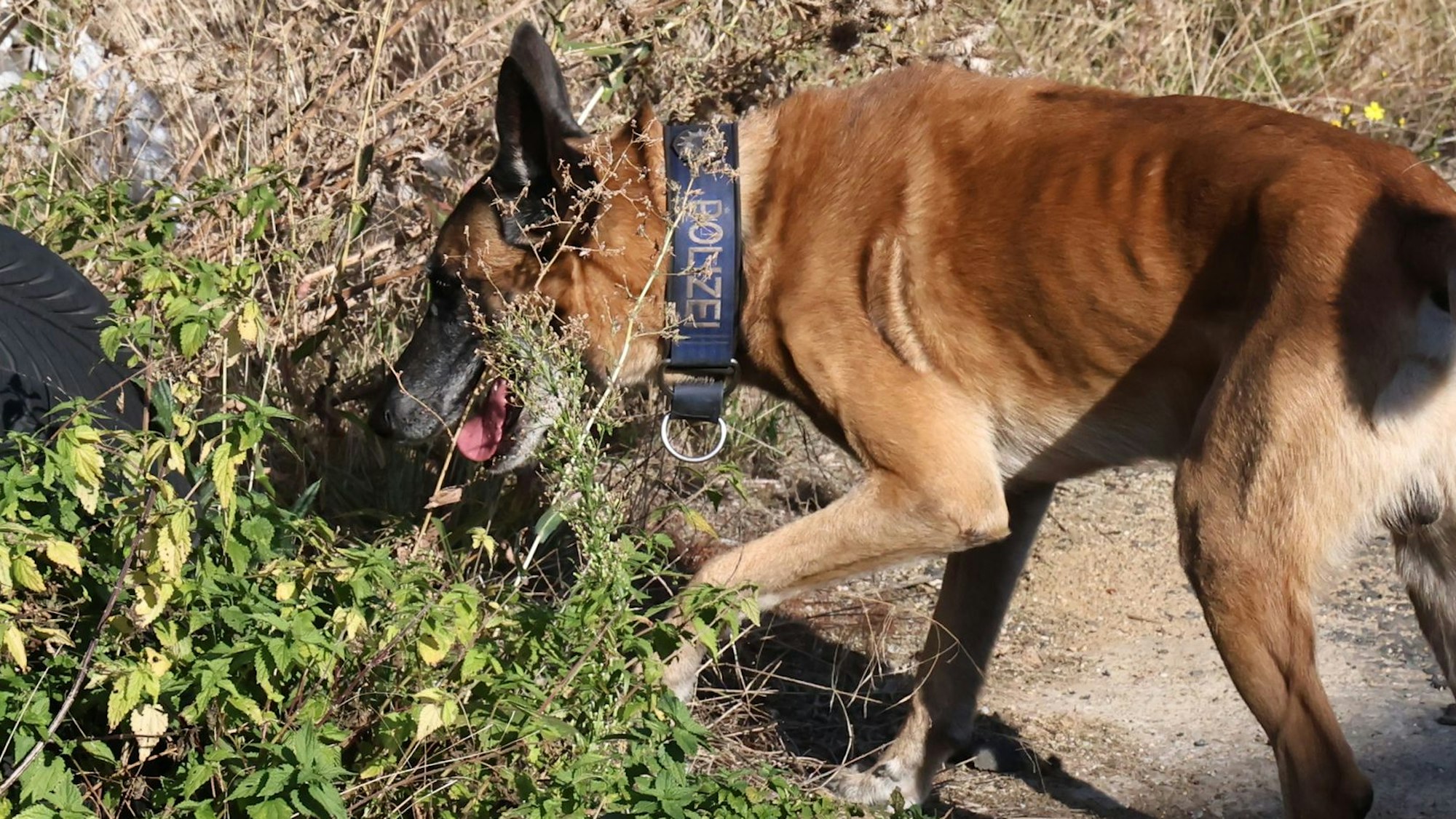 Auf dem Archivbild ist ein Hund zu sehen, der ein Halsband mit der Aufschrift „Polizei“ trägt.