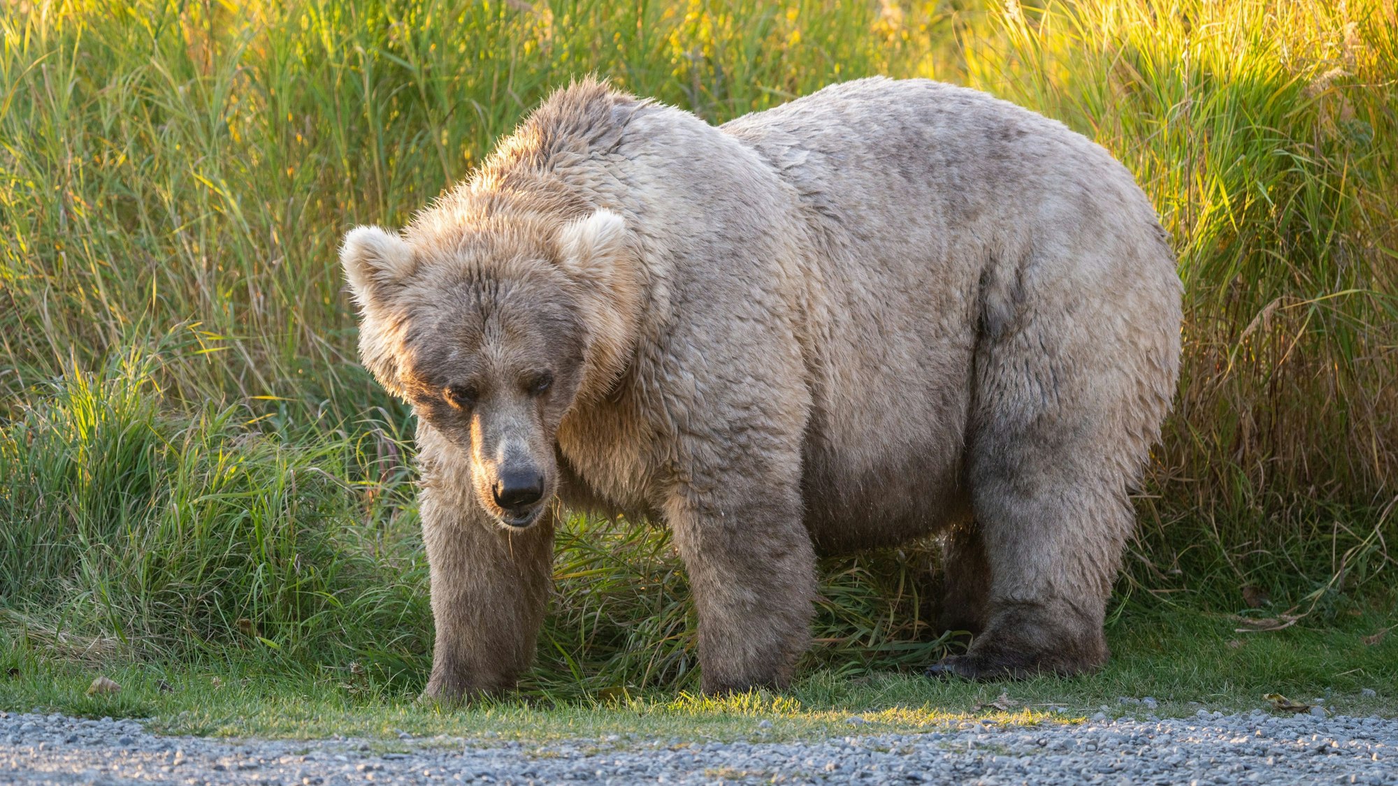Der Braunbär Holy trat unfreiwillig ebenfalls im „Fat Bear“-Contest an.