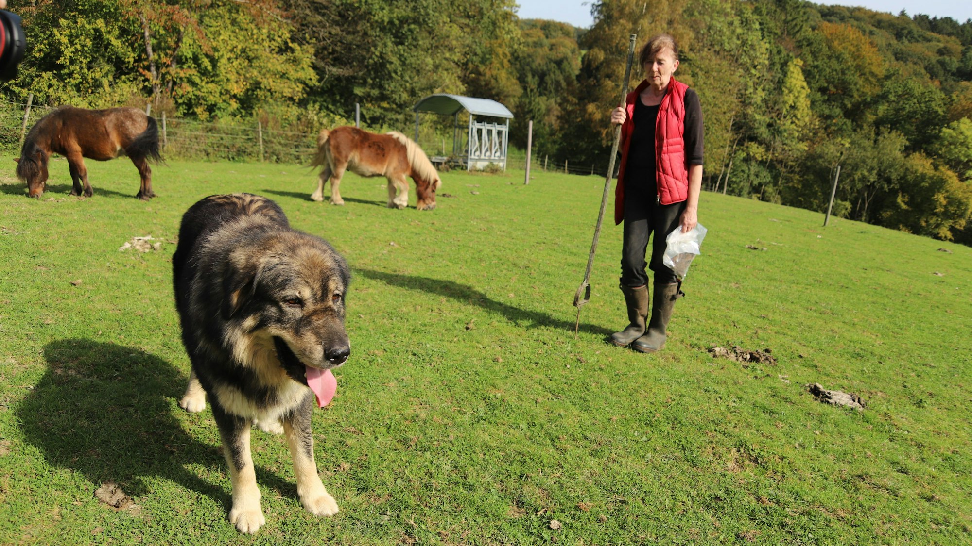 Jutta Rokitta hat sieben Herdenschutzhunde für ihre gemischte Herde. Nachbarn beschwerten sich über das Bellen, jetzt muss sie die Tiere abends in den Stall bringen.