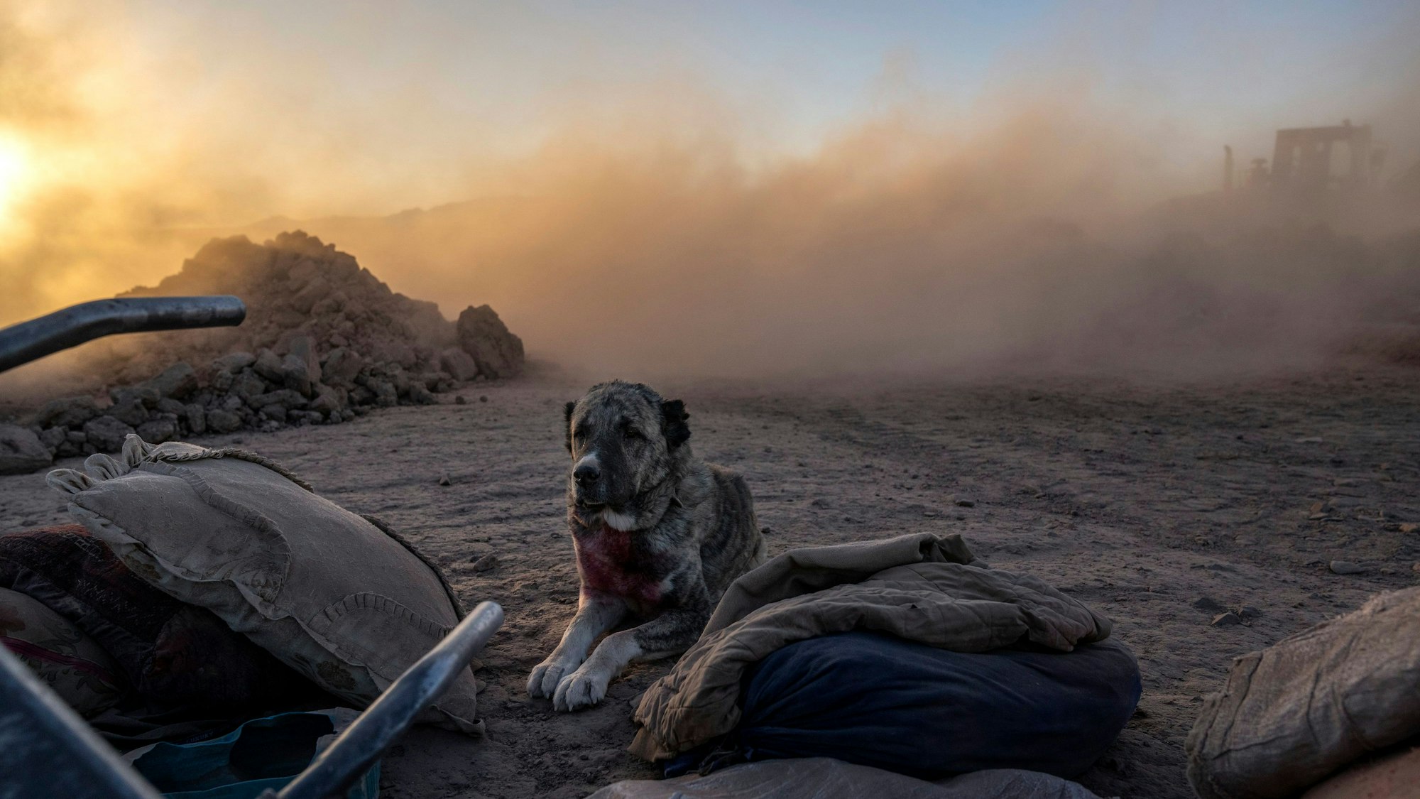 Ein Hund wartet in der Nähe des Hauses seines Herrchens, das von einem Erdbeben zerstört wurde.