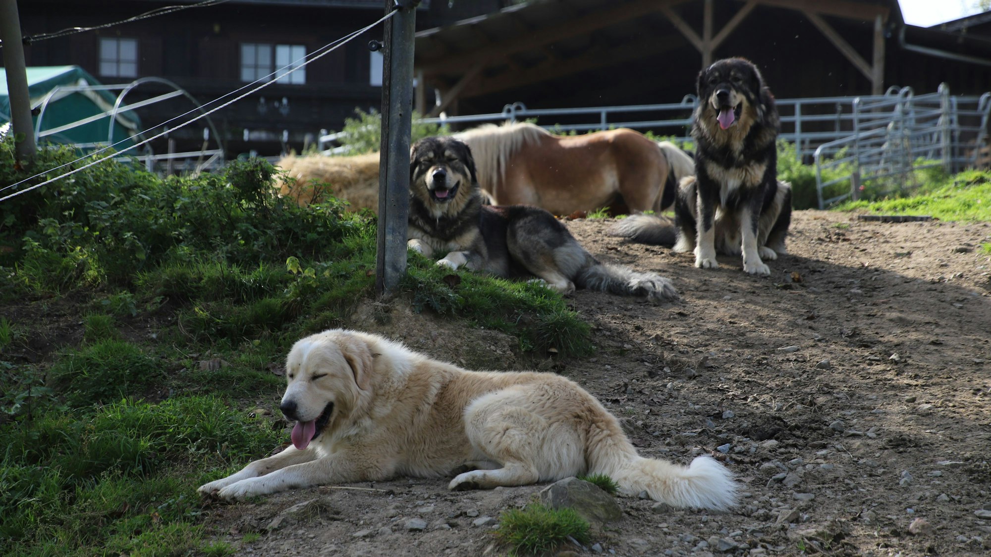 Jutta Rokitta hat sieben Herdenschutzhunde für ihre gemischte Herde. Nachbarn beschwerten sich über das Bellen, jetzt muss sie die Tiere abends in den Stall bringen.