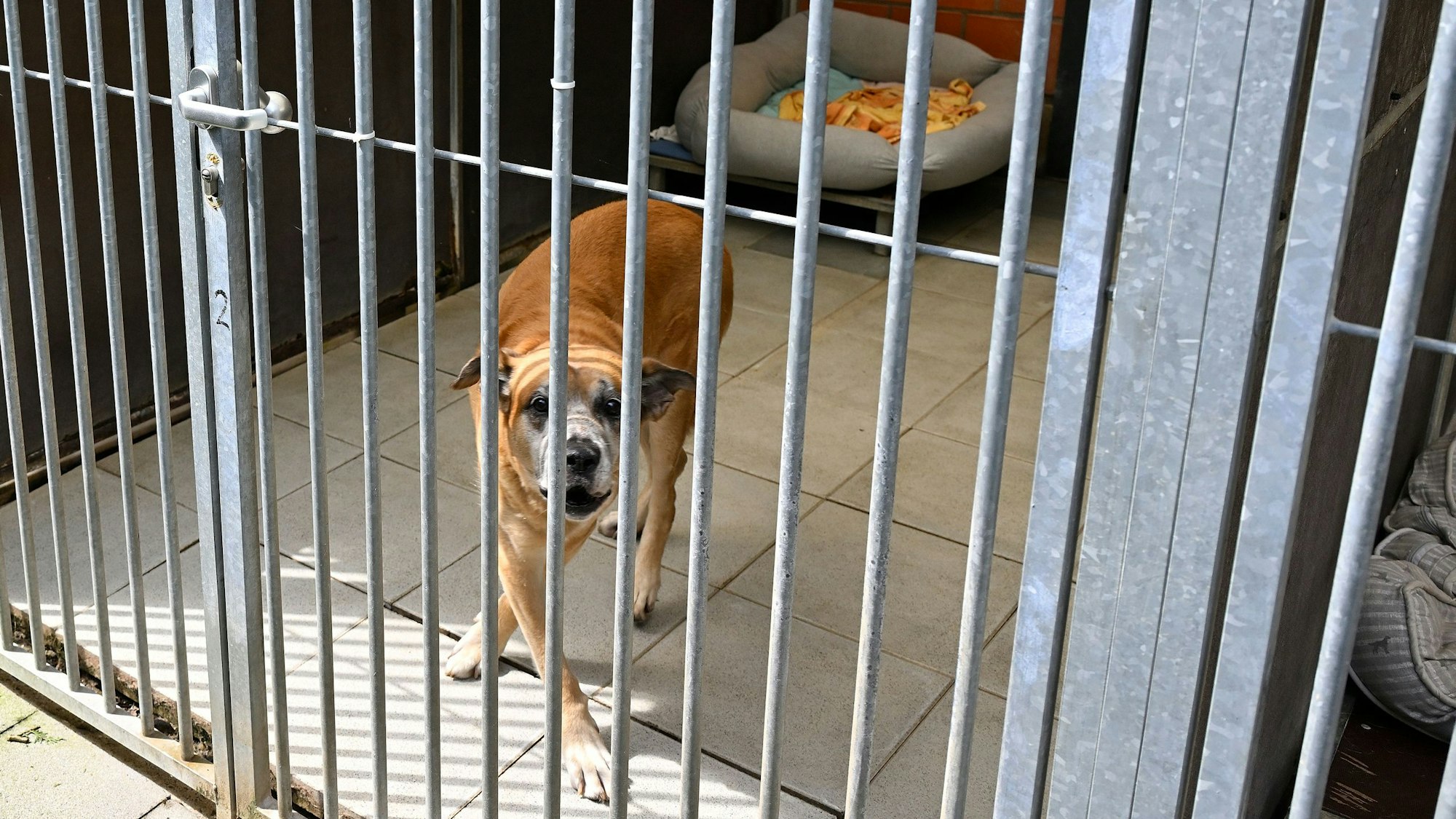 Ein Hund schaut durch Gitterstäbe durch.