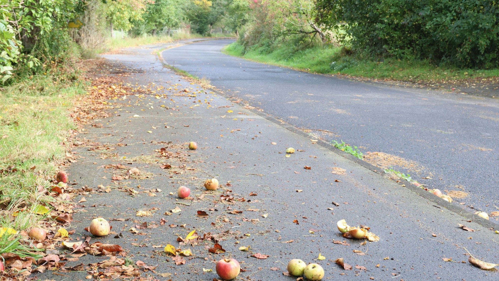 Blick auf die L 320 in Nümbrecht-Lindscheid, die im Vergleich zum recht breiten Rad-/Gehweg eher schmal ist.