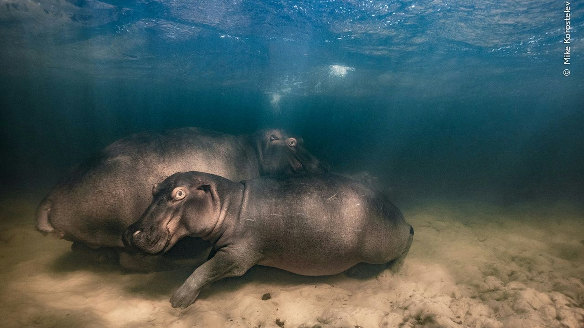„Nilpferdkinderstube“, Gewinner Unterwasser: Ein Nilpferd und seine beiden Jungen ruhen sich in einem flachen See mit klarem Wasser bei Südafrika aus.