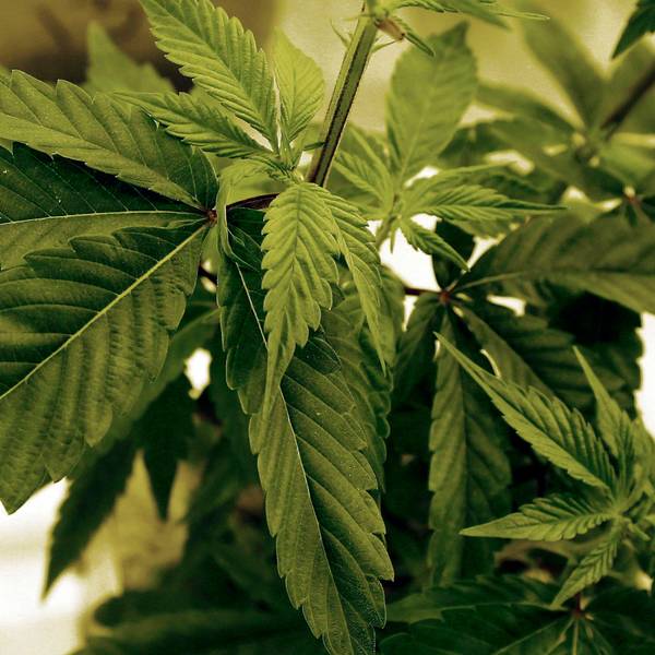Marihuana-Pflanzen wachsen in einem Labor in Cottage Grove, USA.