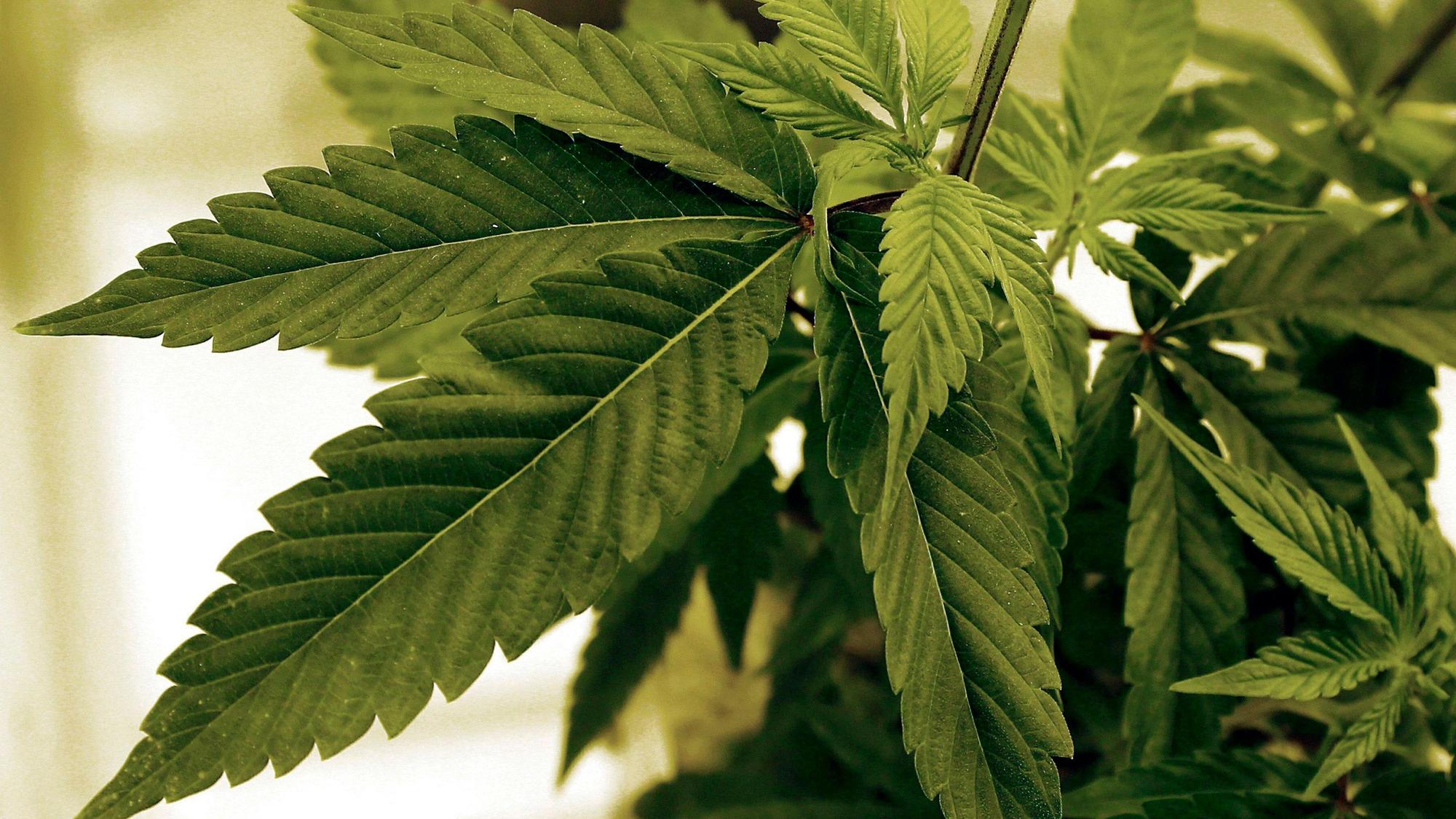 Marihuana-Pflanzen wachsen in einem Labor in Cottage Grove, USA.