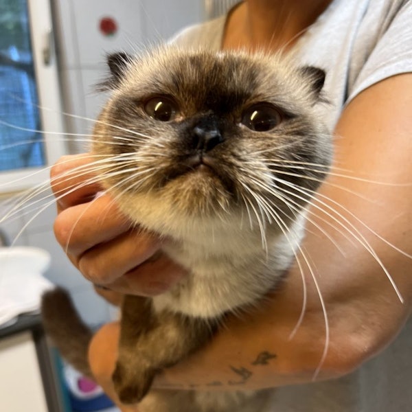 Nahaufnahme einer Katze auf dem Arm einer Person
