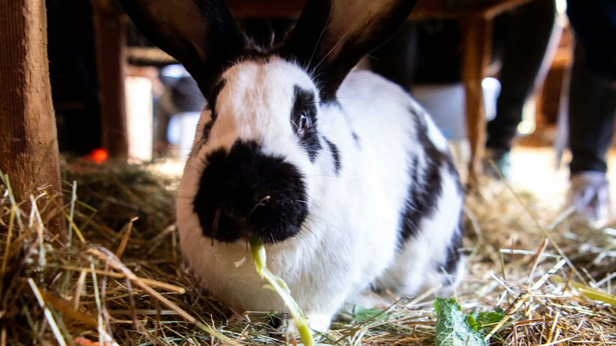 Das Bild zeigt ein schwarz-weiß geflecktes Kaninchen in einem mit Stroh ausgelegtem Stall.