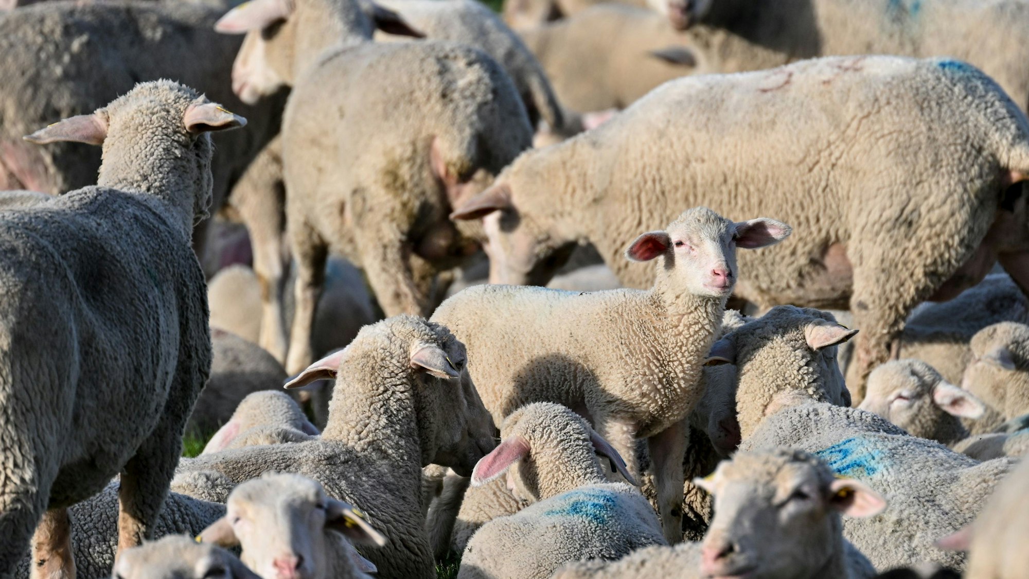 Eine Schafherde lagert auf einer Wiese.