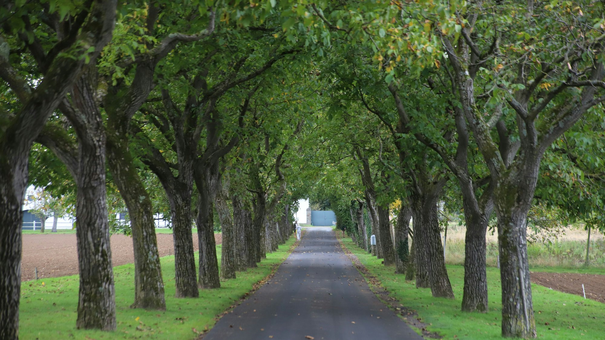 Eine schöne Nussbaumallee führt zum Gut Umschoss.