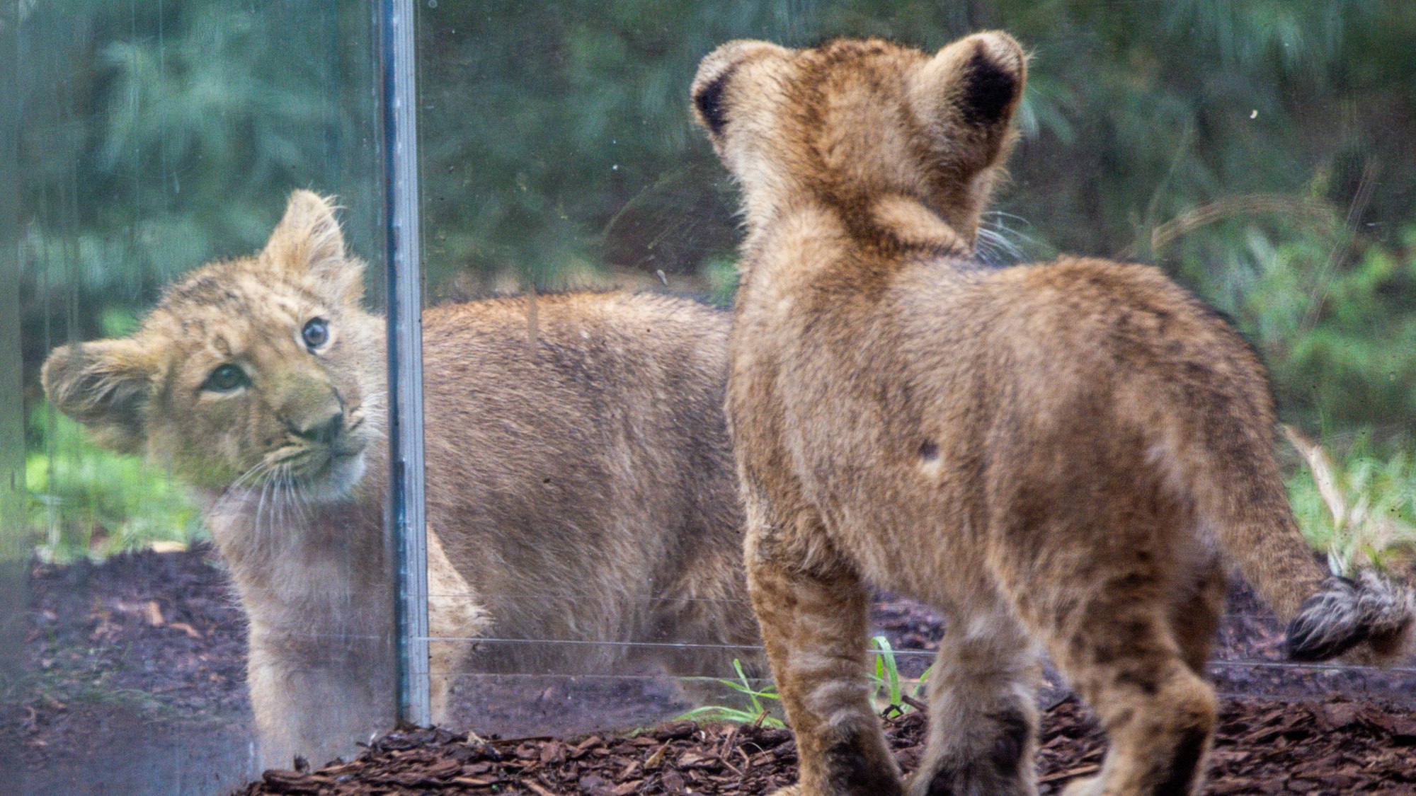 Gut dreizehn Wochen nach der Geburt toben die beiden kleinen Löwenkinder der asiatischen Löwin Heidi im Rote-Liste-Zentrum auf beiden Seiten einer dicken Glasscheibe, die Außen- und Innengehege voneinander trennt.