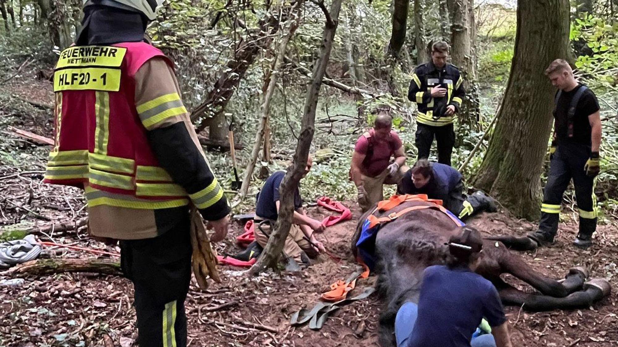 Einsatzkräfte der Feuerwehr Mettmann retten ein Pferd, das in einem Wald in aus ausgetrocknetes Bachbett gerutscht war.