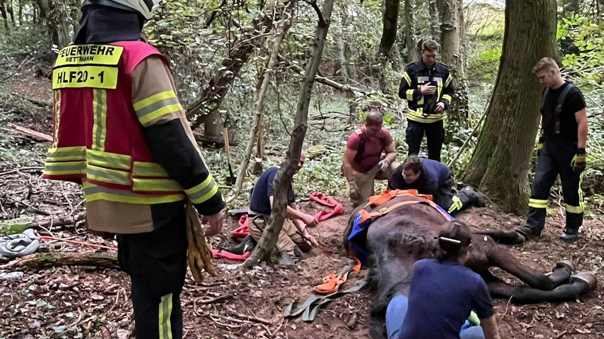 Einsatzkräfte der Feuerwehr Mettmann retten ein Pferd, das in einem Wald in aus ausgetrocknetes Bachbett gerutscht war.