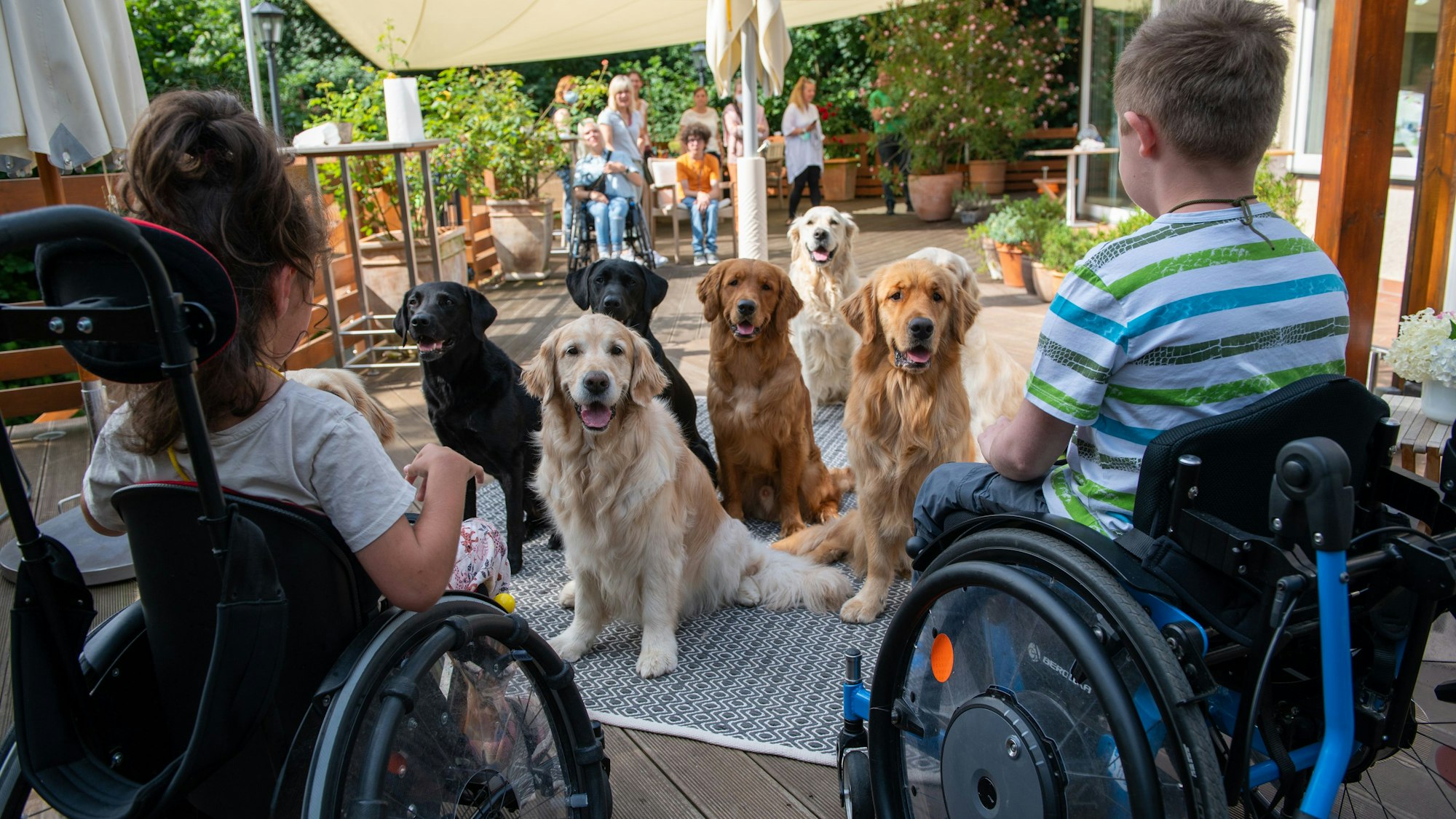 Mehrere Hunde und zwei Kinder im Rollstuhl sitzen sich gegenüber.