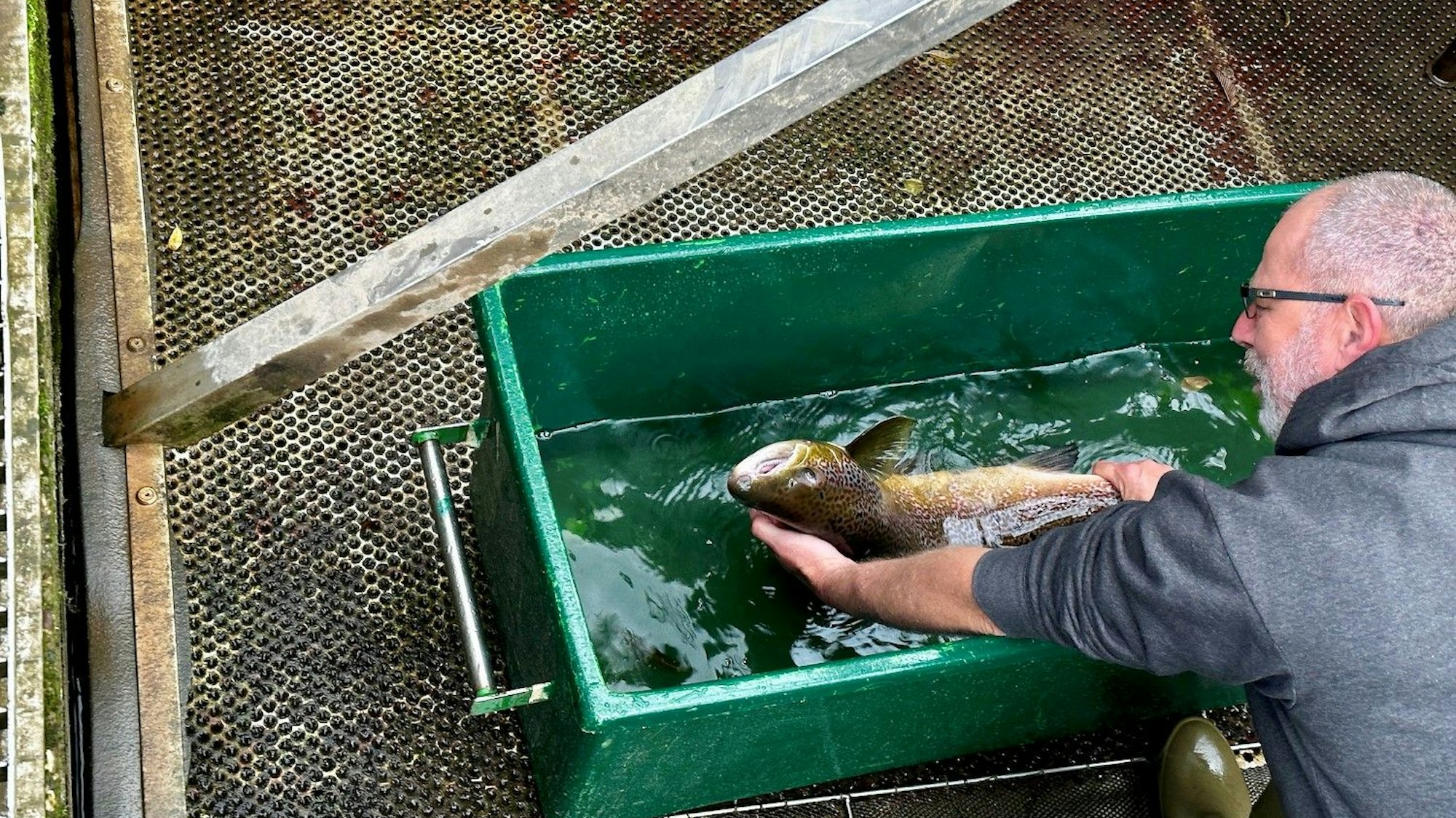 Dennis Bock hält den Meterlachs in Händen.