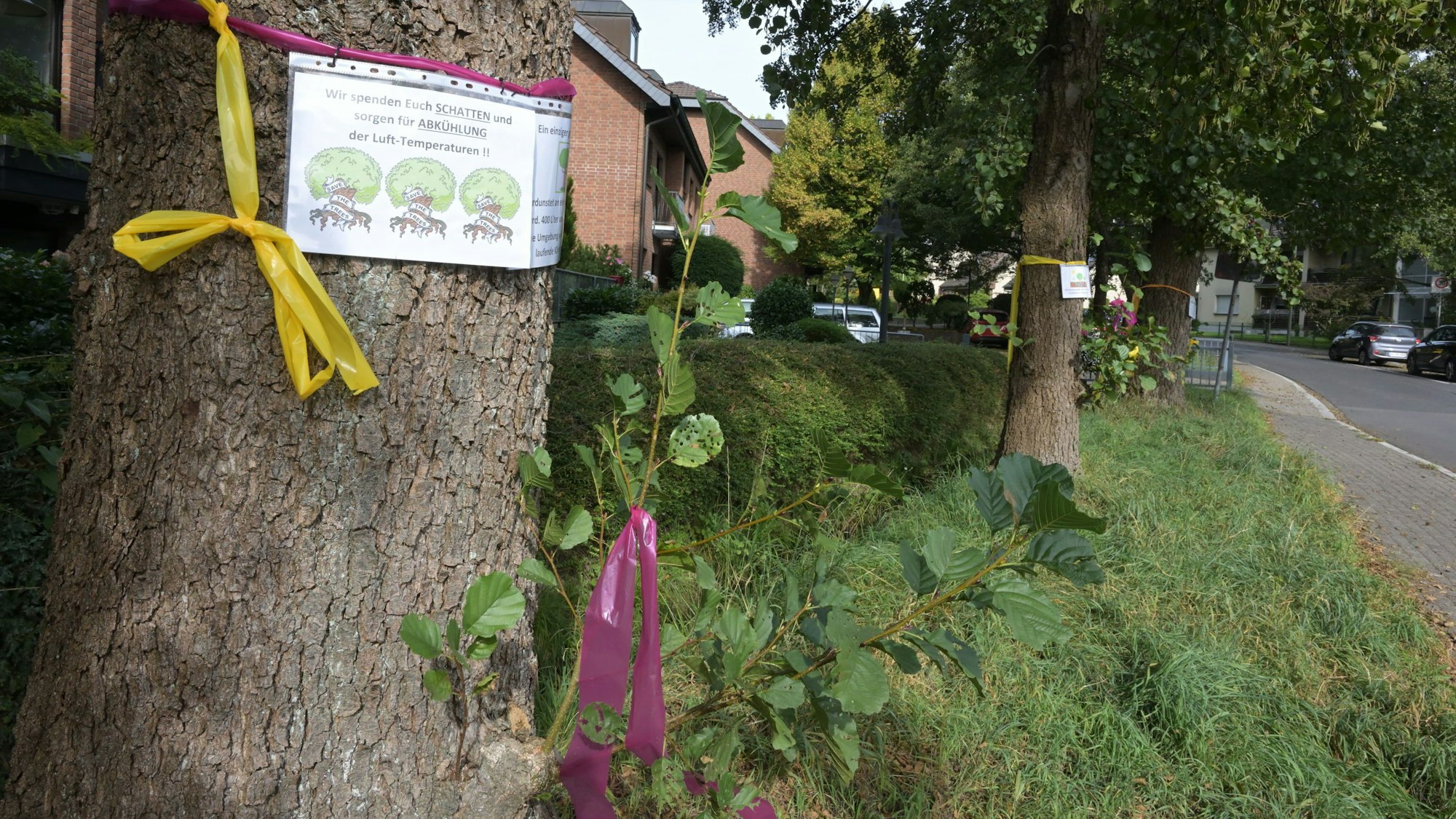 Mit bunten Bändern geschmückte Bäume. Infozettel informieren über ihren ökologischen Wert.