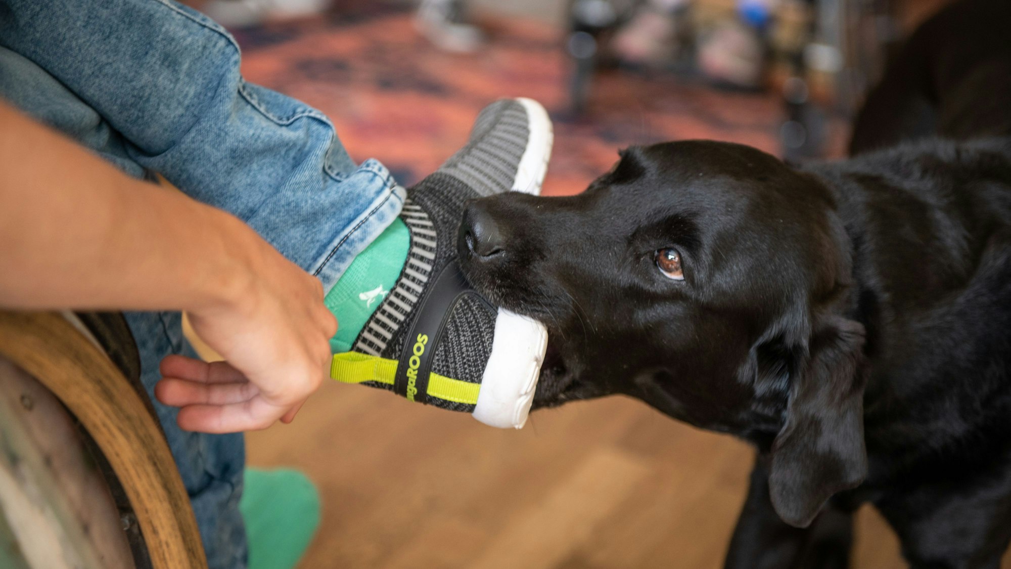Assistenzhündin Buena hilft beim Schuheausziehen.