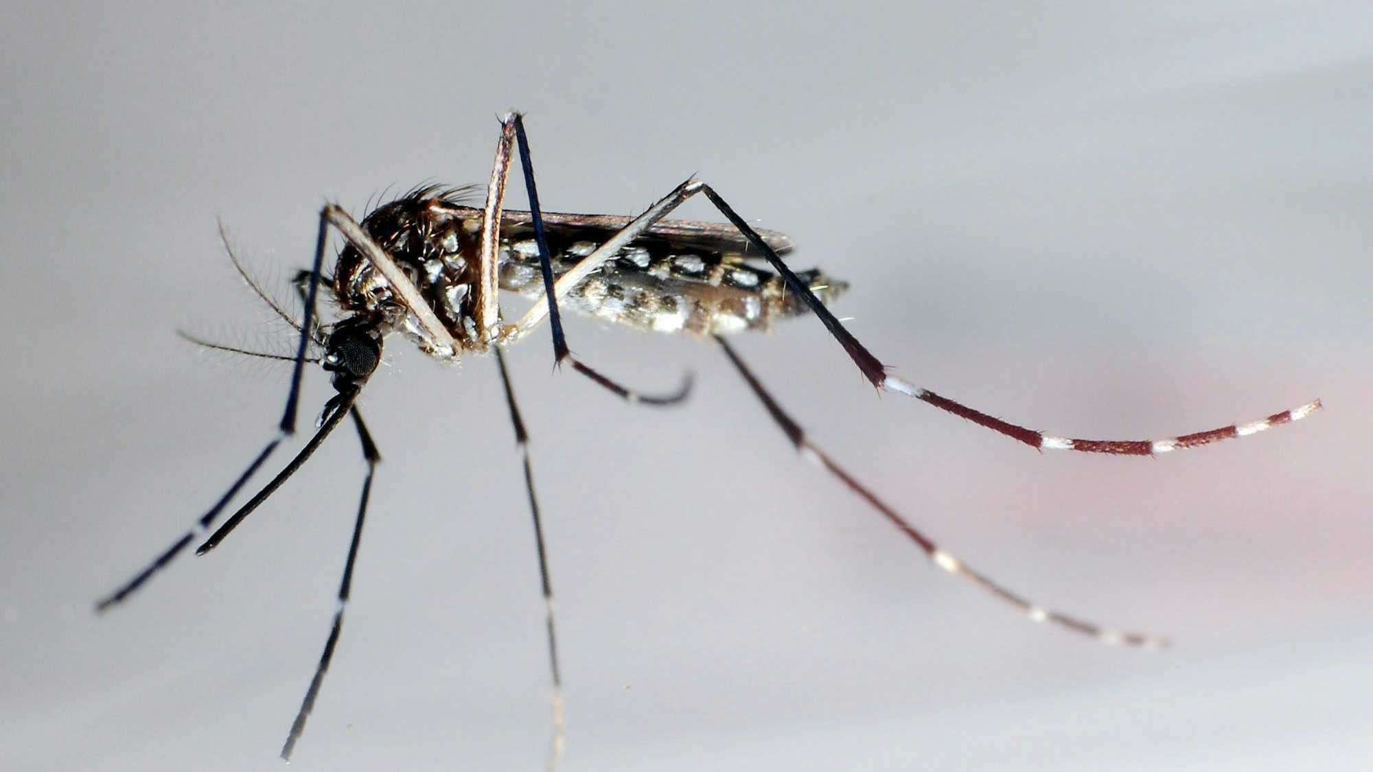 Eine Stechmücke der Art «Aedes aegypti» - auch «Stegomyia aegypti». Die Gelbfiebermücke, Denguemücke oder Ägyptische Tigermücke überträgt verschiedene Krankheiten, darunter auch das Denguefieber.
Diese Stechmücke kann zum Beispiel Erreger übertragen, die das Dengue-Fieber auslösen.