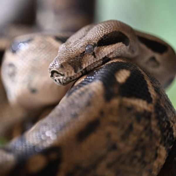 Eine Boa constrictor liegt auf einem Ast.