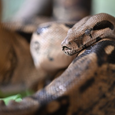 Eine Boa constrictor liegt auf einem Ast.