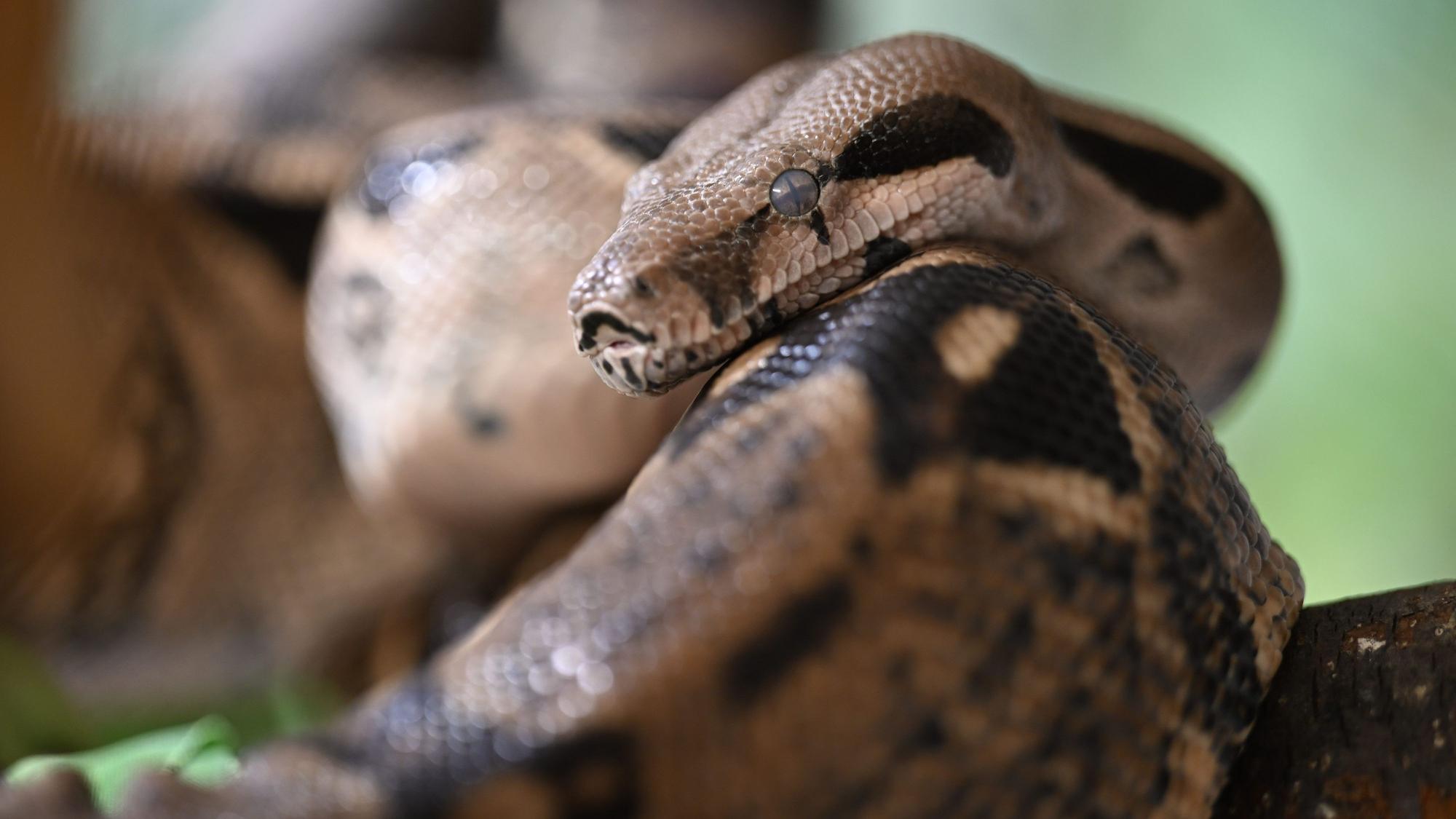 Eine Boa constrictor liegt auf einem Ast.