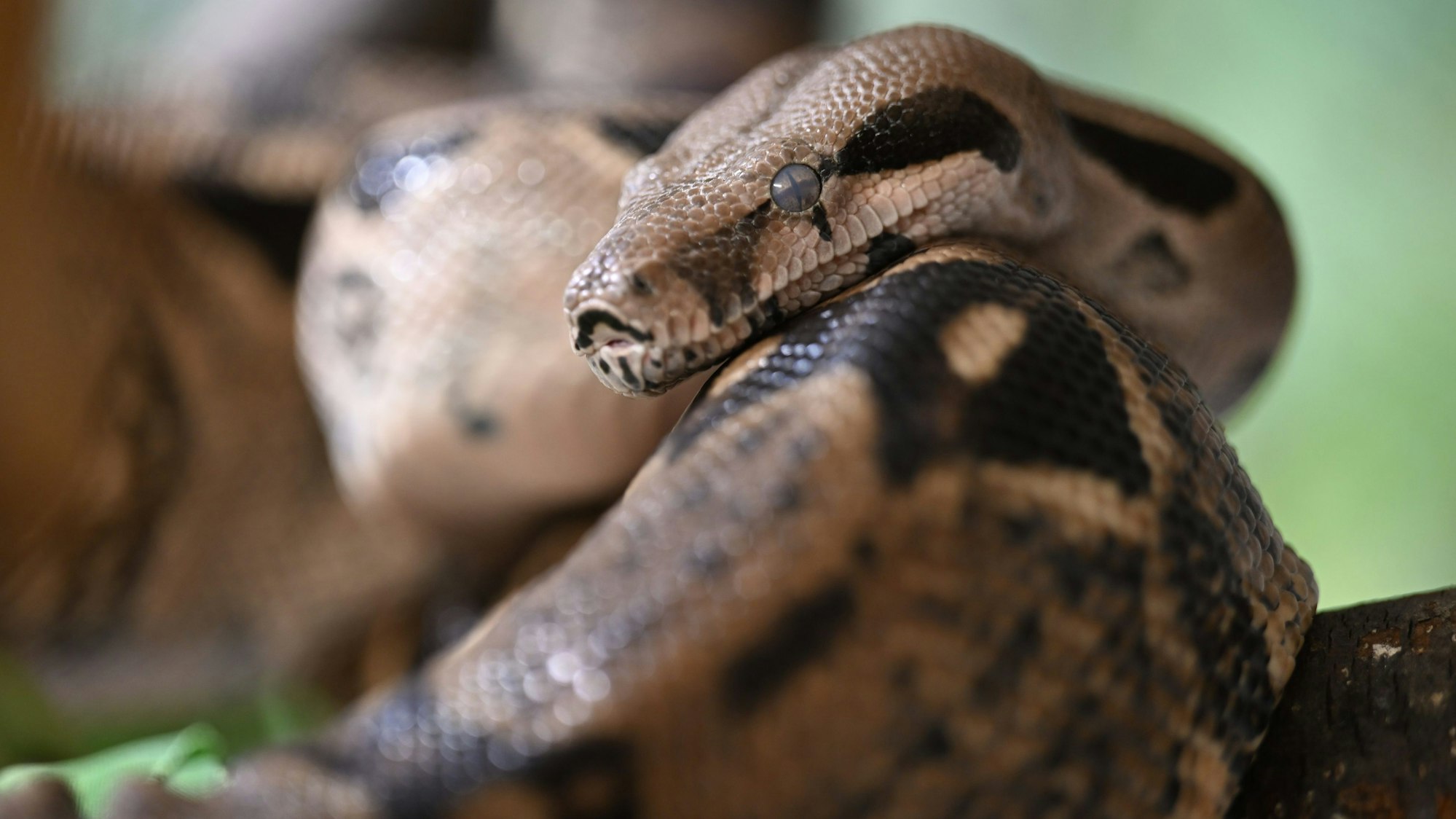 PRODUKTION - 28.04.2023, Baden-Württemberg, Unteruhldingen Am Bodensee: Eine Boa constrictor liegt auf einem Ast. Boa constrictor Hermine bekam im Reptilienhaus Unteruhldingen auf einen Schlag 42 Babys. Der Nachwuchs kam am 13. April 2023 auf die Welt. (zu dpa «Baby-Boom im Reptilienhaus - Schlange bringt 42 Junge zur Welt») Foto: Felix Kästle/dpa +++ dpa-Bildfunk +++