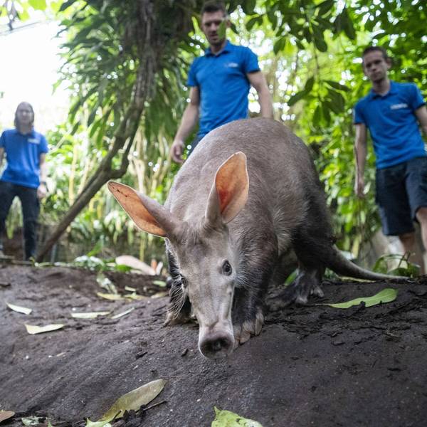 Erdferkel, im Hintergrund drei Tierpfleger
