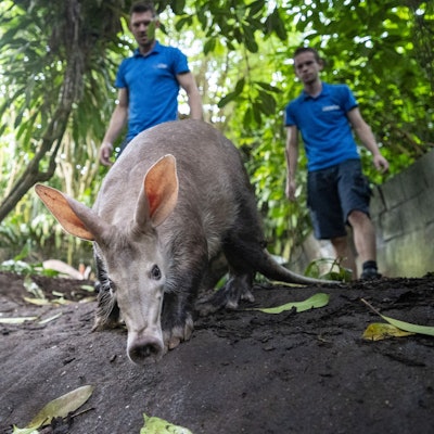Erdferkel, im Hintergrund drei Tierpfleger