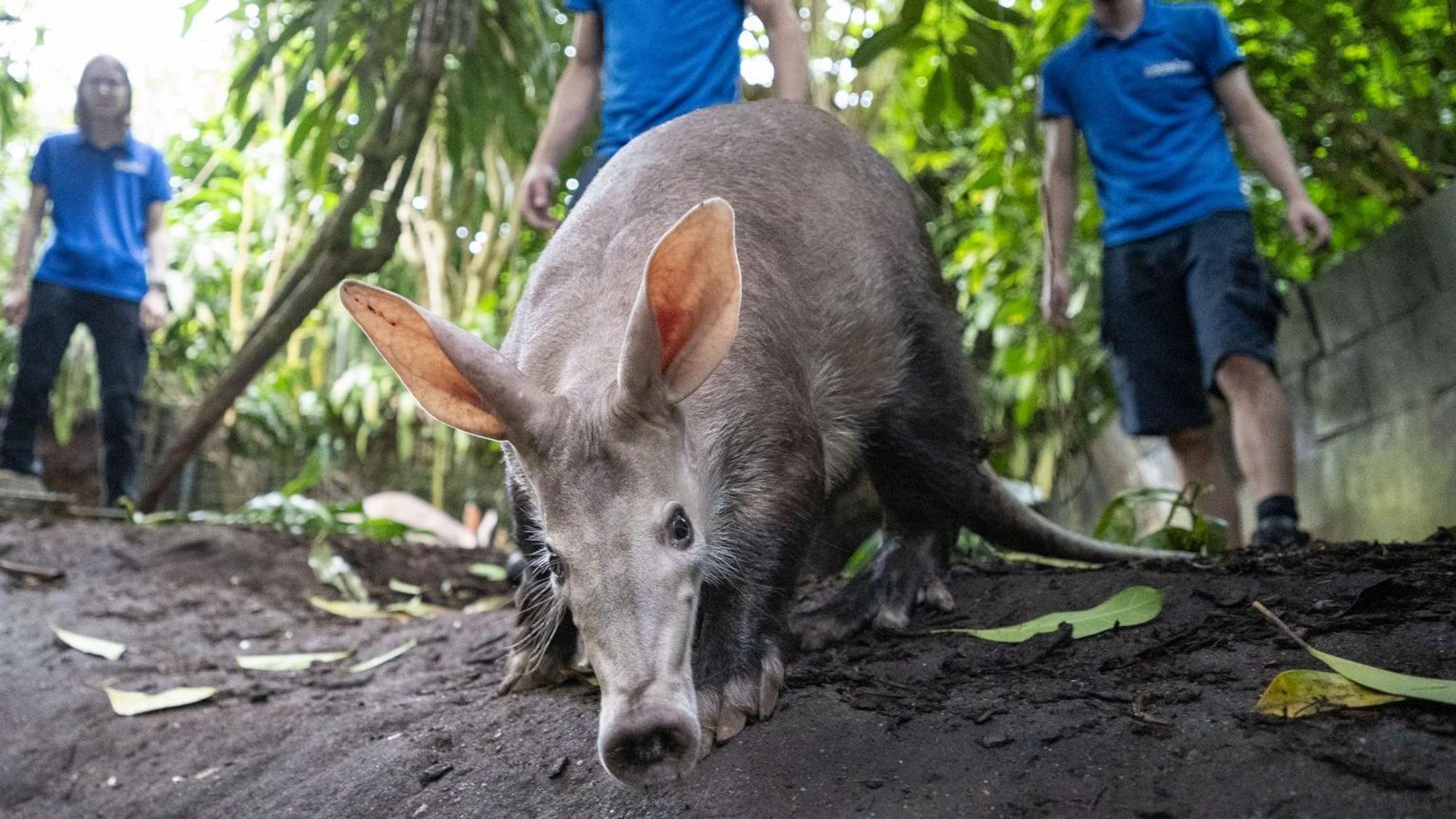 Erdferkel, im Hintergrund drei Tierpfleger