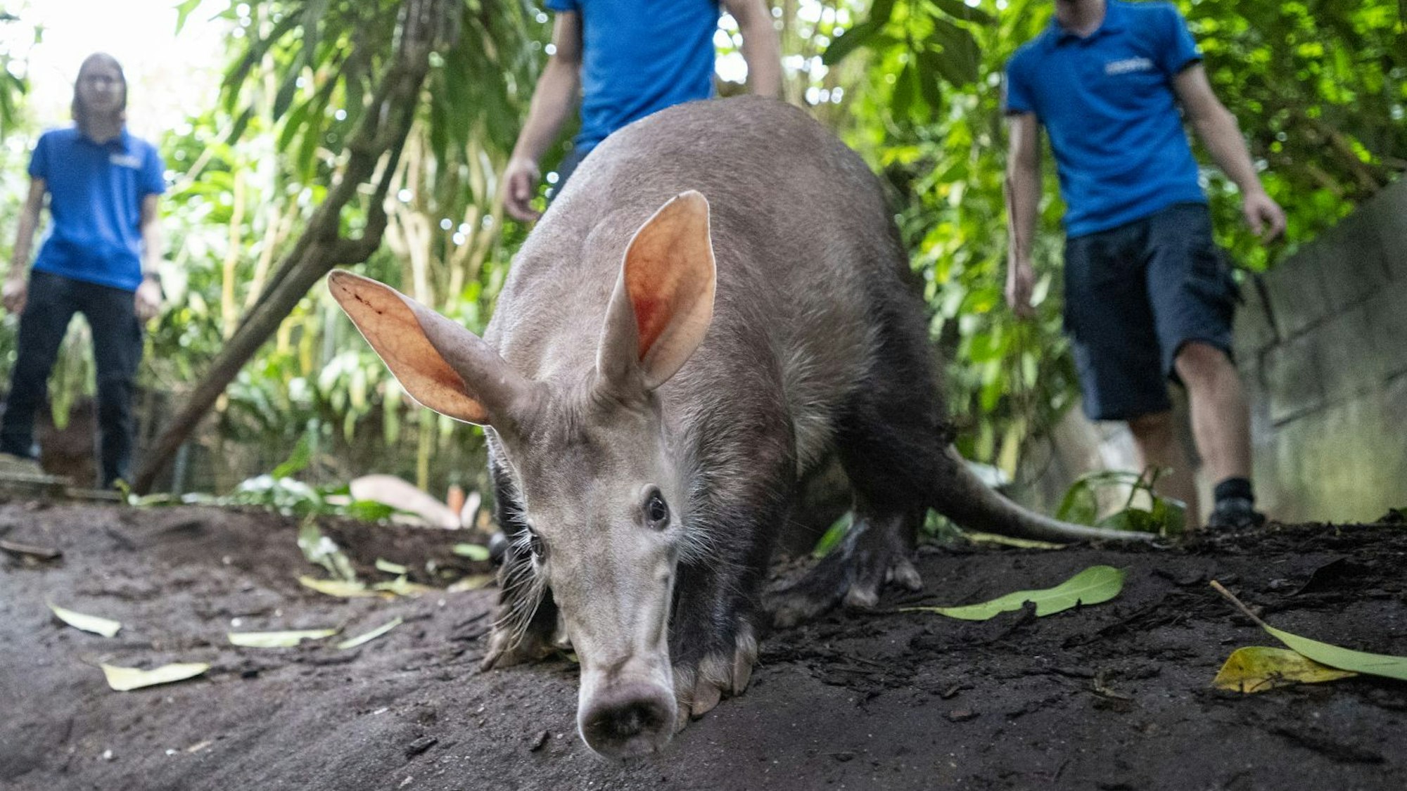 Erdferkel, im Hintergrund drei Tierpfleger
