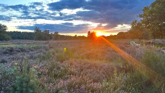 In der Wahner Heide zwischen Troisdorf und Altenrath blüht die Heide bei einem schönen Sonnenuntergang mit tollem Himmel..