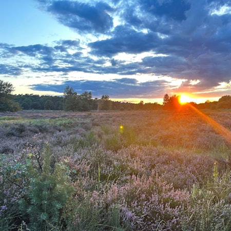 In der Wahner Heide zwischen Troisdorf und Altenrath blüht die Heide bei einem schönen Sonnenuntergang mit tollem Himmel.
