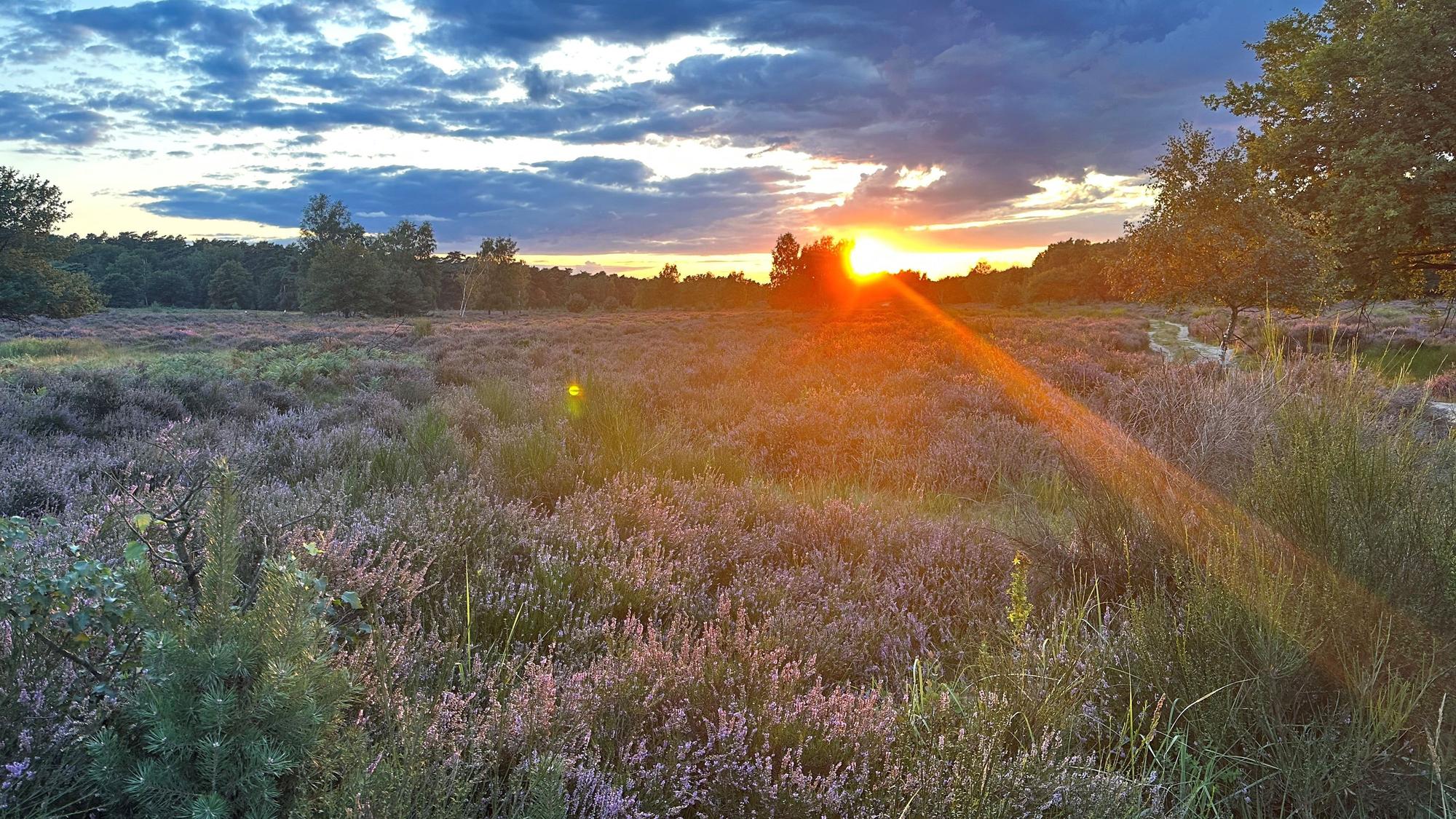 In der Wahner Heide zwischen Troisdorf und Altenrath blüht die Heide bei einem schönen Sonnenuntergang mit tollem Himmel..