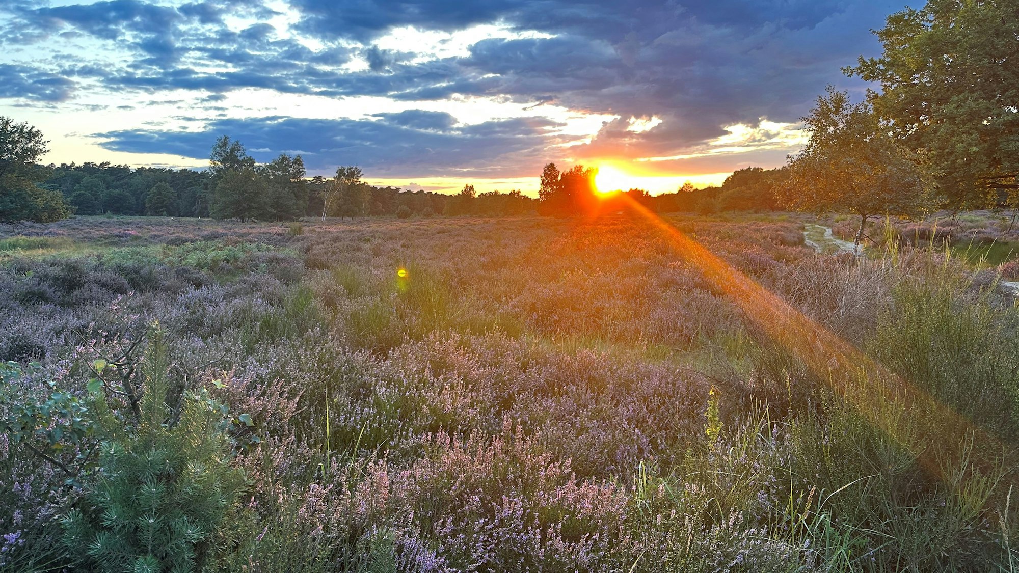 In der Wahner Heide zwischen Troisdorf und Altenrath blüht die Heide bei einem schönen Sonnenuntergang mit tollem Himmel.