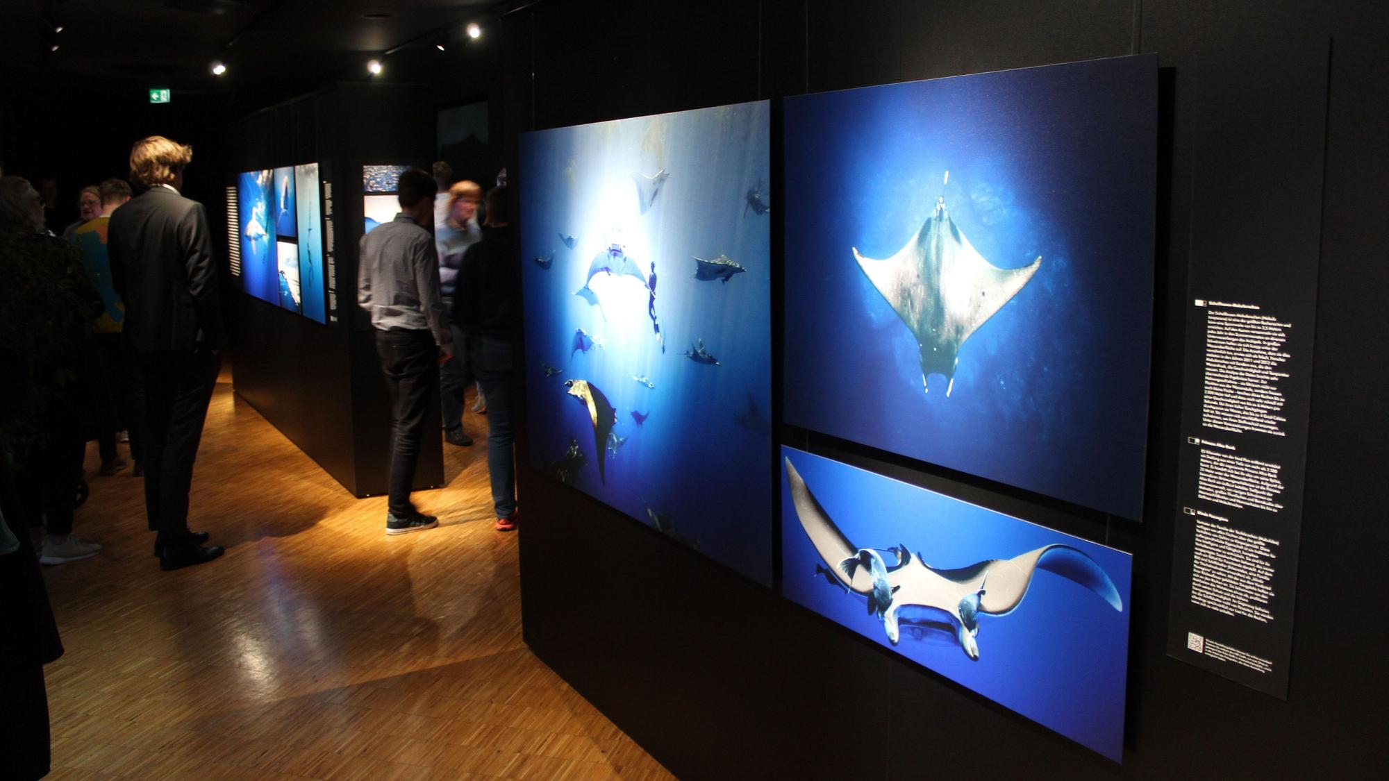 Der Aquazoo Löbbecke in Düsseldorf ist auch ein Naturkundemuseum. Zu sehen sind Bilder einer Ausstellung über Meerestiere wie z.B. Rochen.