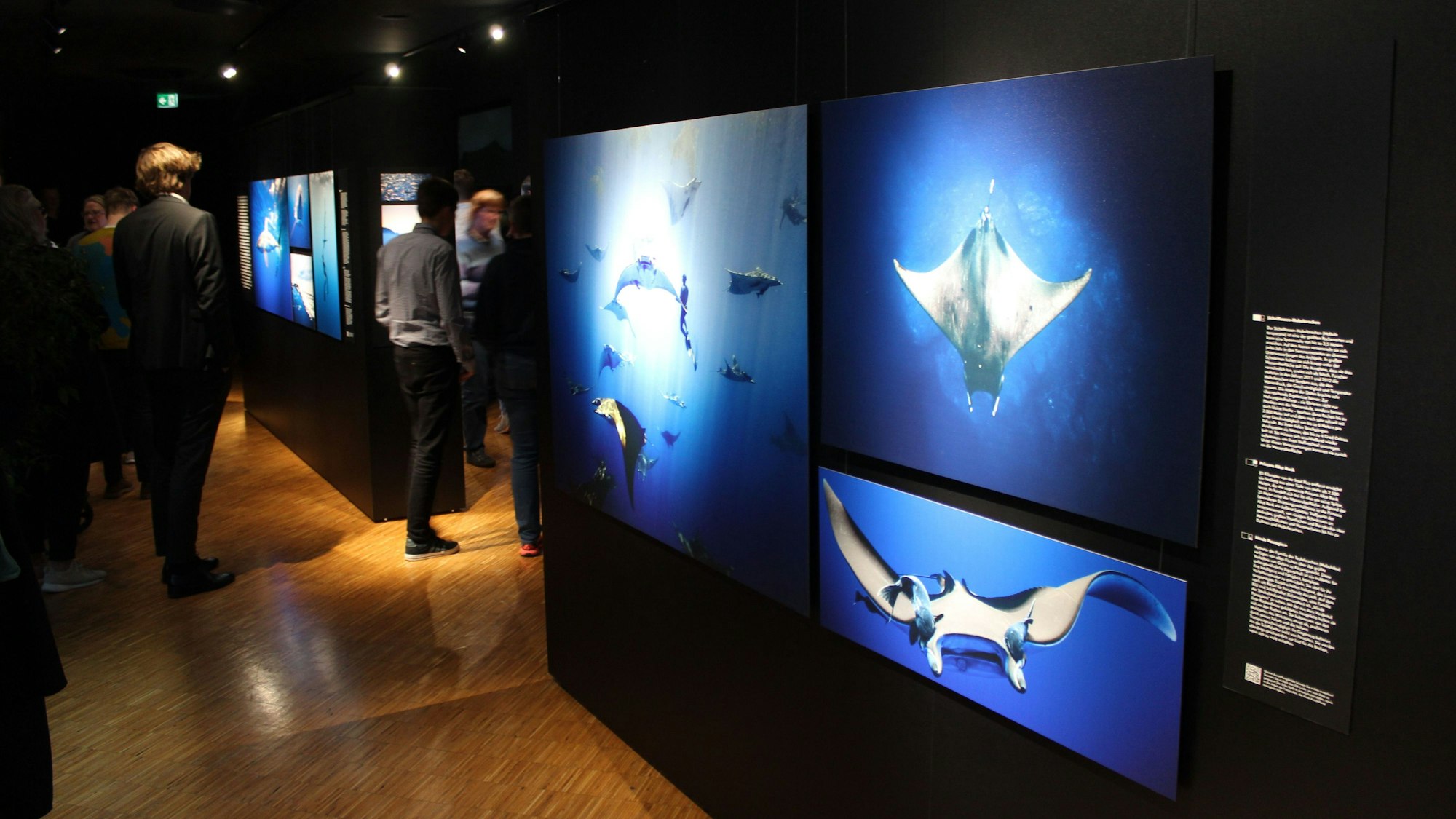 Der Aquazoo Löbbecke in Düsseldorf ist auch ein Naturkundemuseum. Zu sehen sind Bilder einer Ausstellung über Meerestiere wie z.B. Rochen.