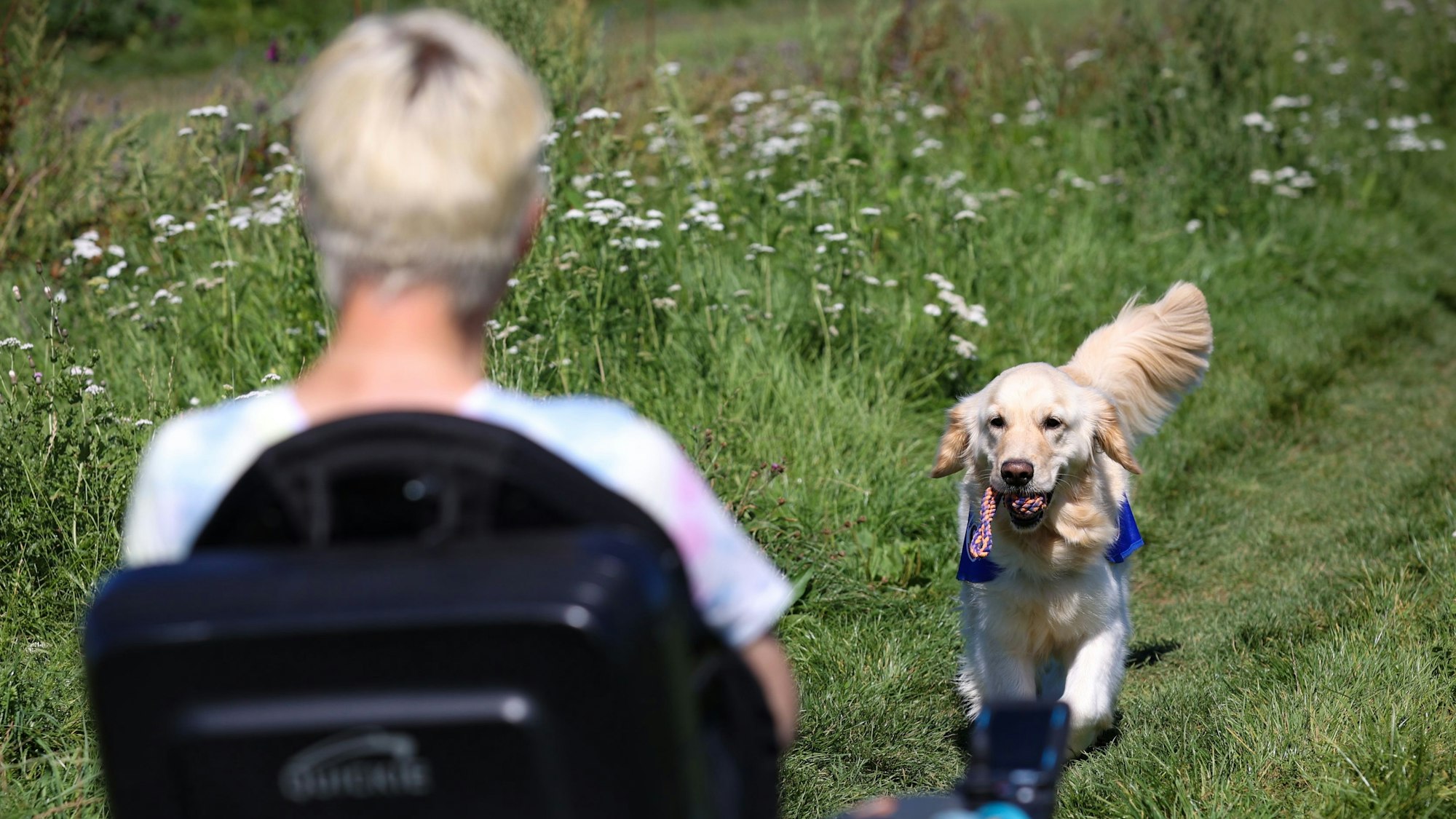 Aidan kommt mit einem Ball im Maul angelaufen.