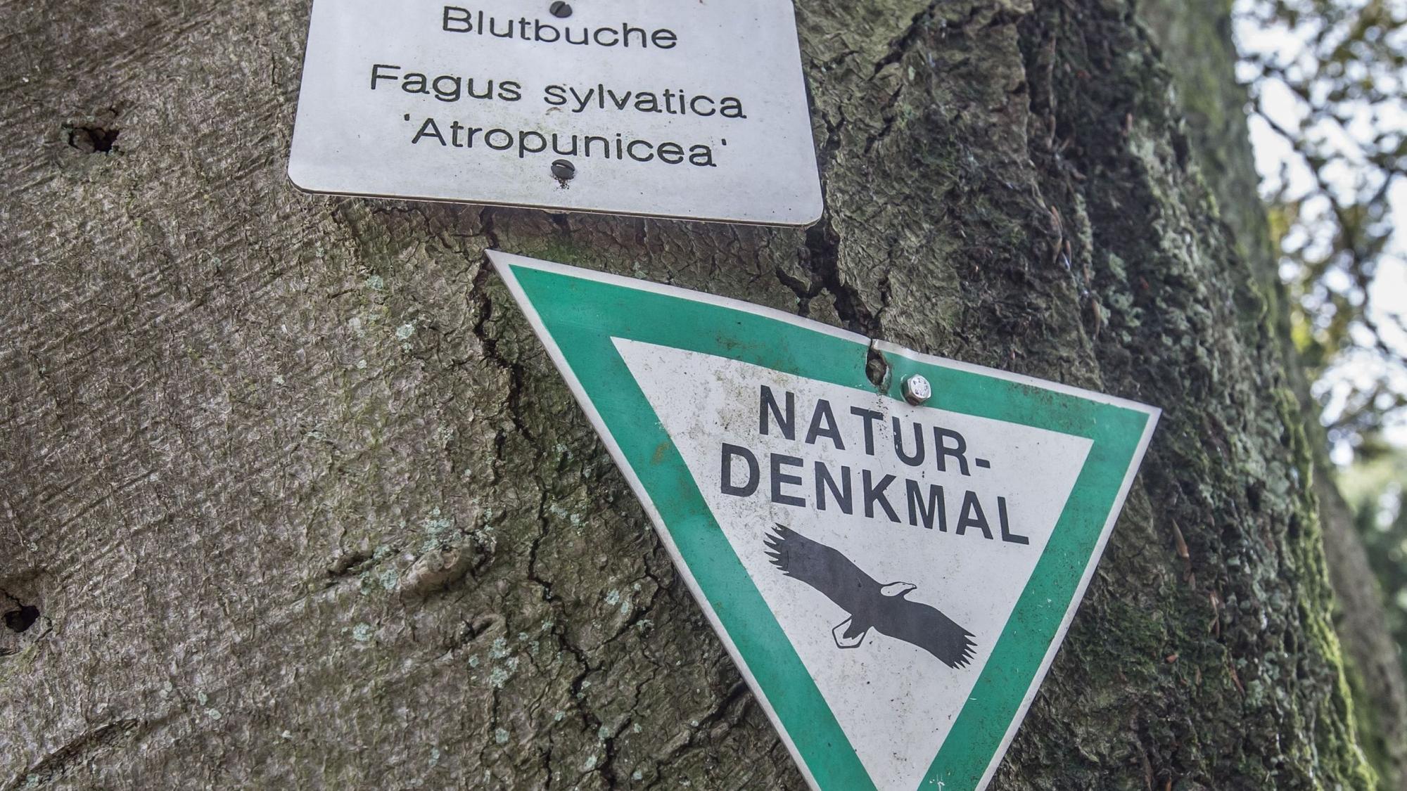 Ein Schild weist die Blutbuche auf dem Burscheider Friedhof als Naturdenkmal aus.