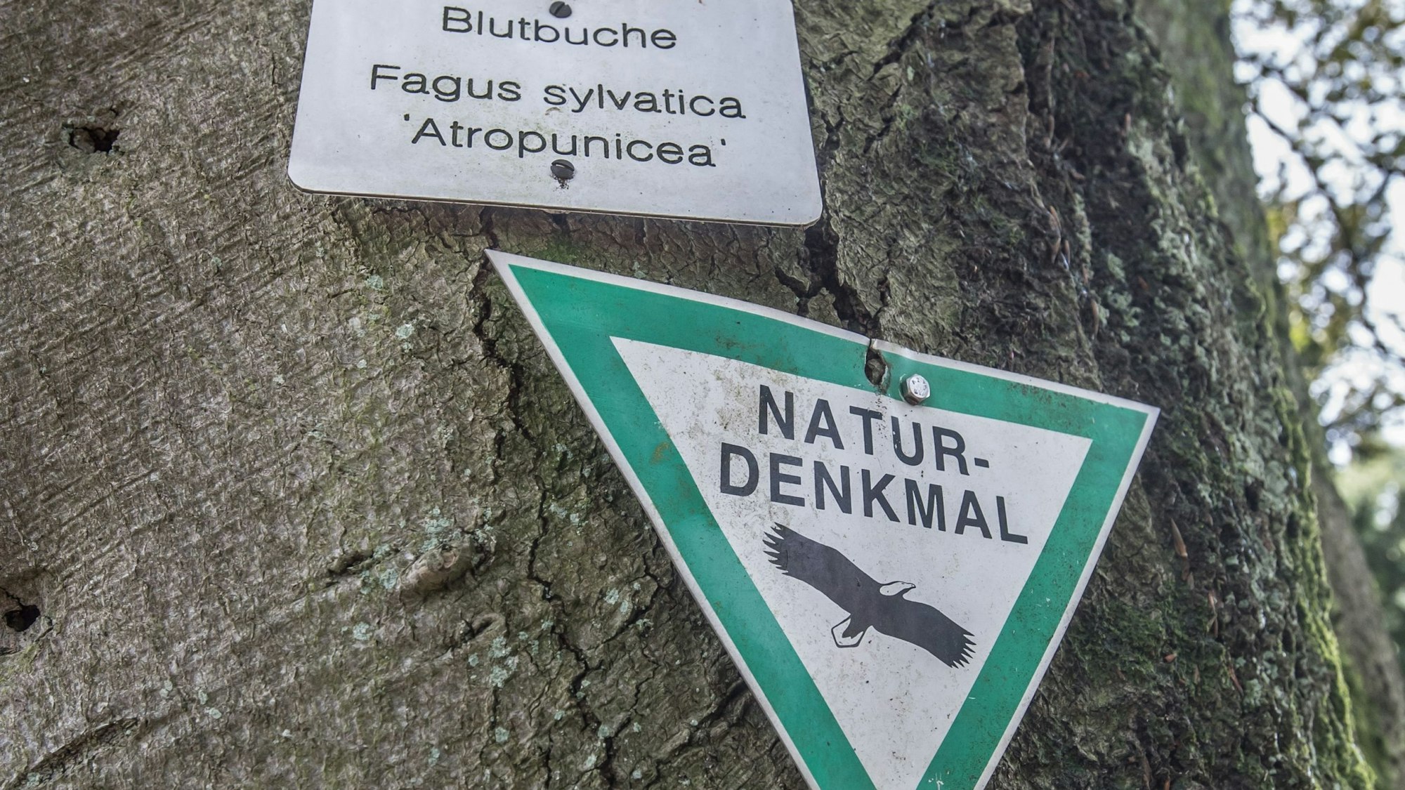 Ein Schild weist die Blutbuche auf dem Burscheider Friedhof als Naturdenkmal aus.