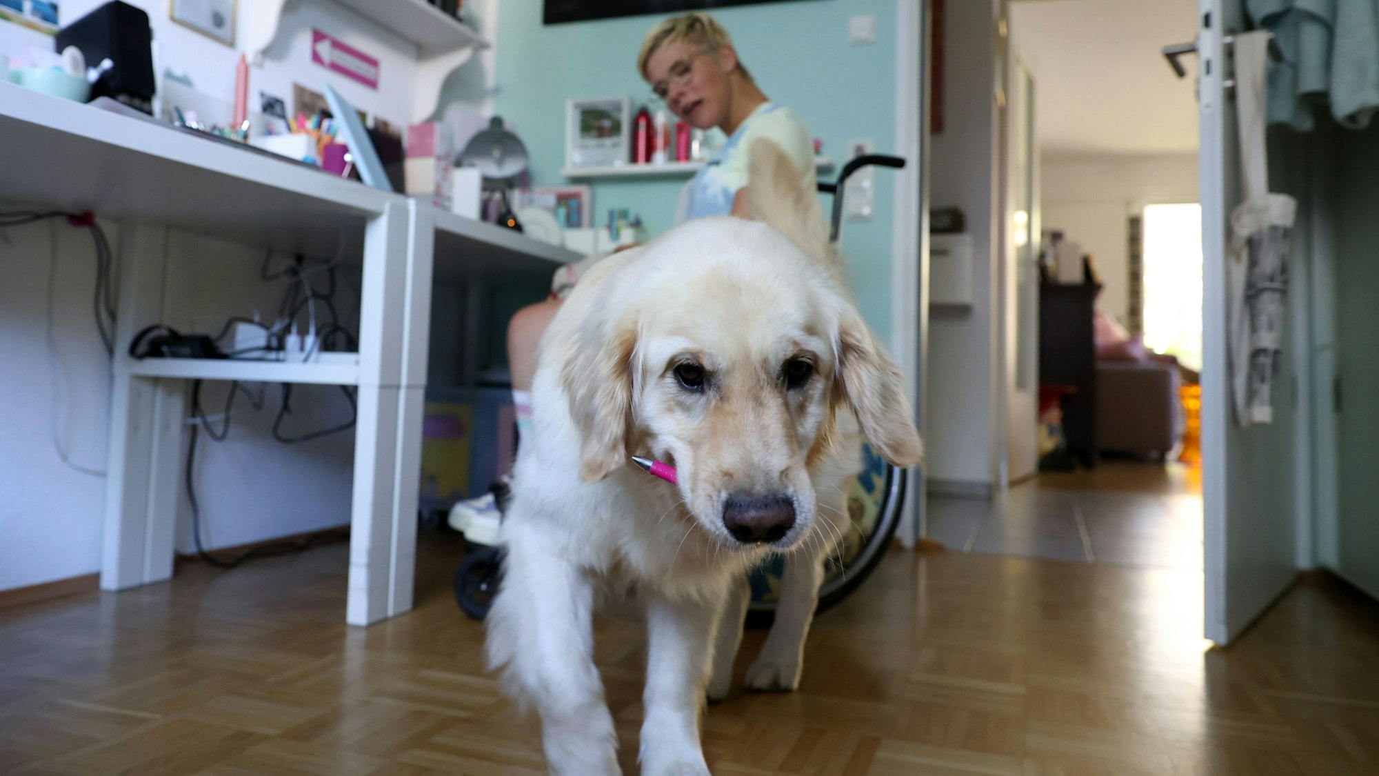 Assistenzhund Aidan mit einem Stift im Maul, im Hintergrund sitzt Frieda Krieger an ihrem Schreibtisch.