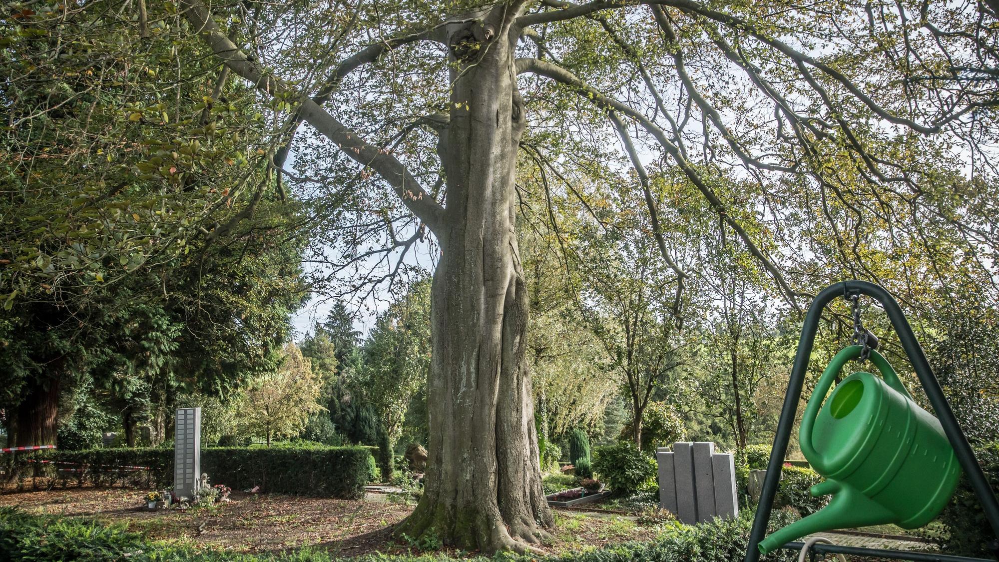 Blutbuche auf dem Friedhof Burscheid. Ab dem 23. Oktober 2023 soll sie gefällt werden.