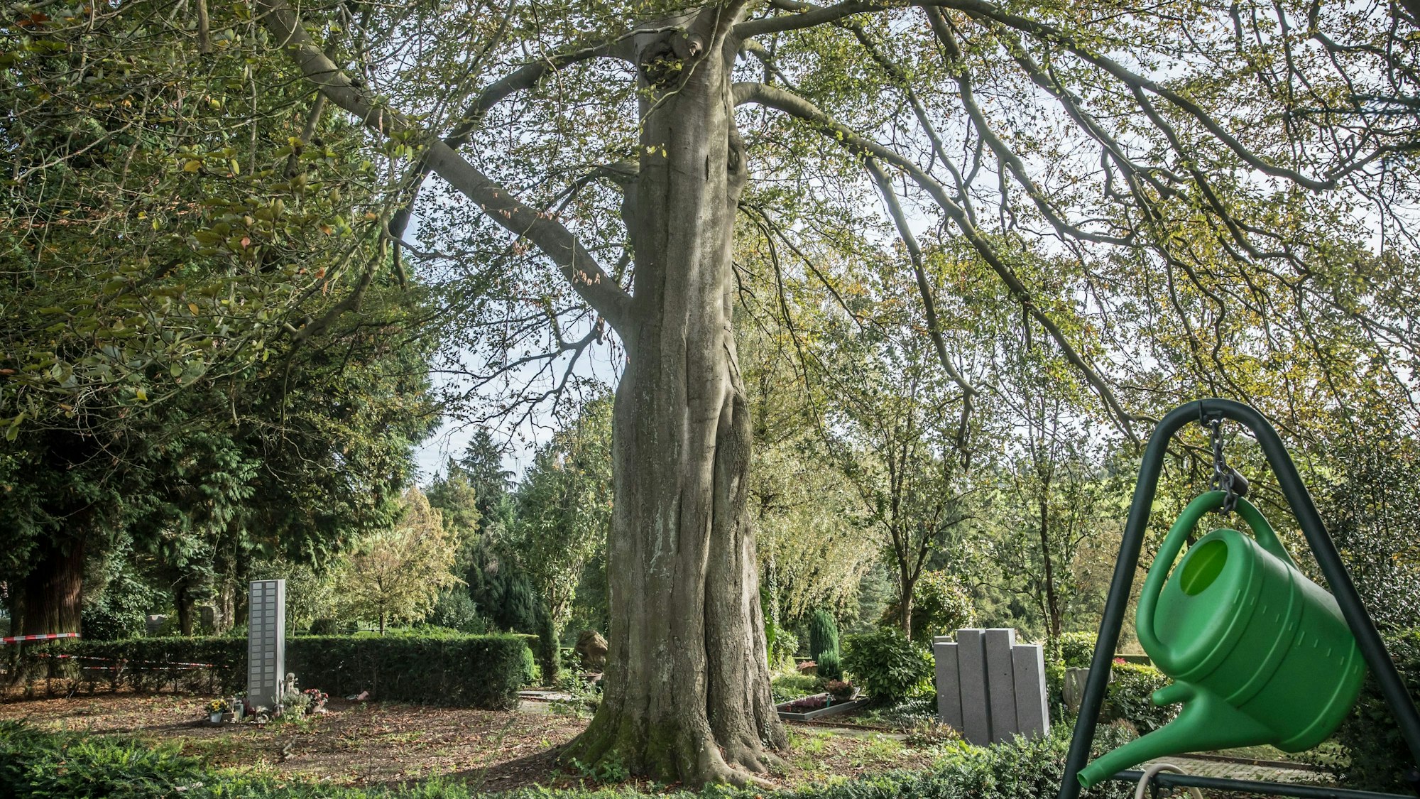 Blutbuche auf dem Friedhof Burscheid. Ab dem 23. Oktober 2023 soll sie gefällt werden.