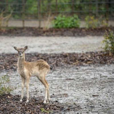 Zu sehen ist das neue Jungtier bei den Weißnacken-Moorantilopen im Kölner Zoo