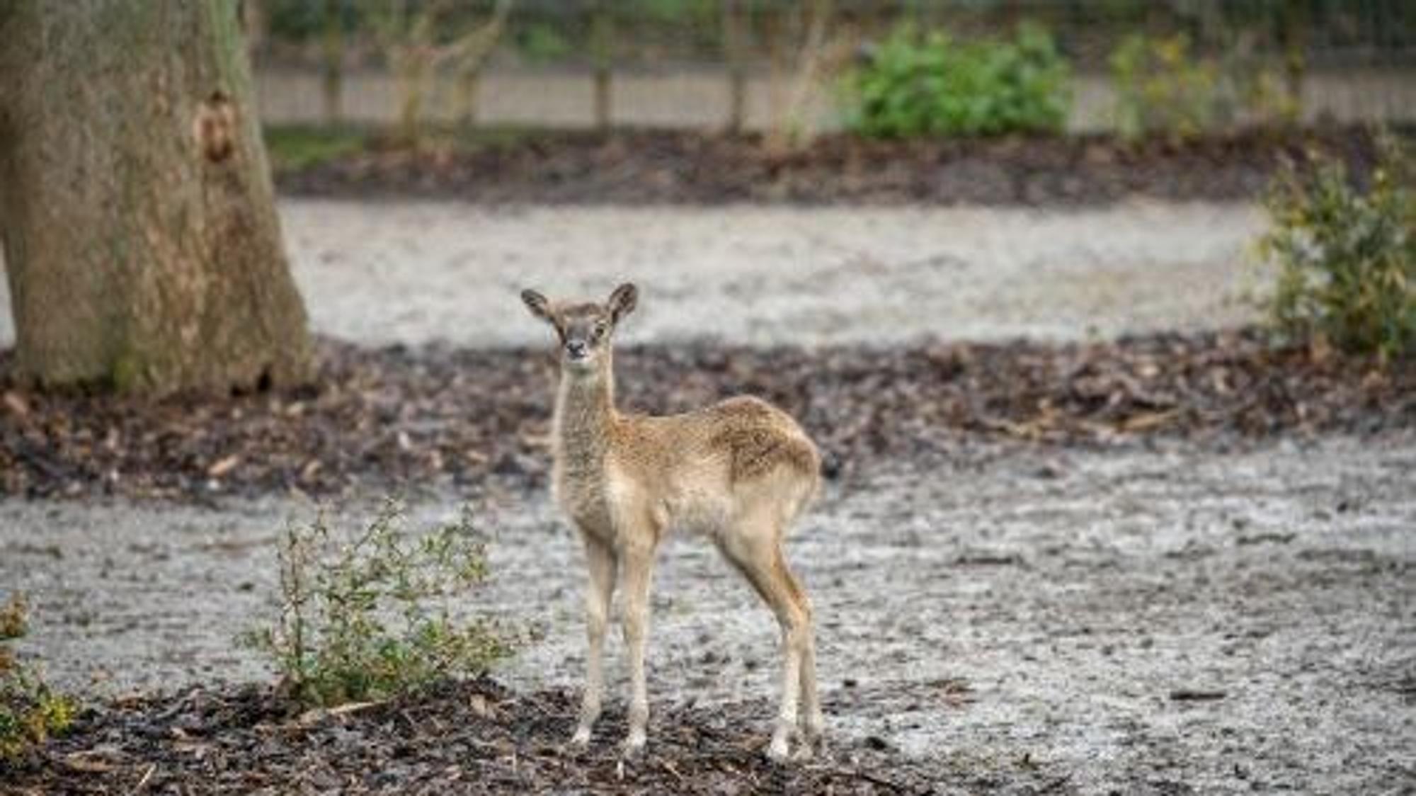Zu sehen ist das neue Jungtier bei den Weißnacken-Moorantilopen im Kölner Zoo