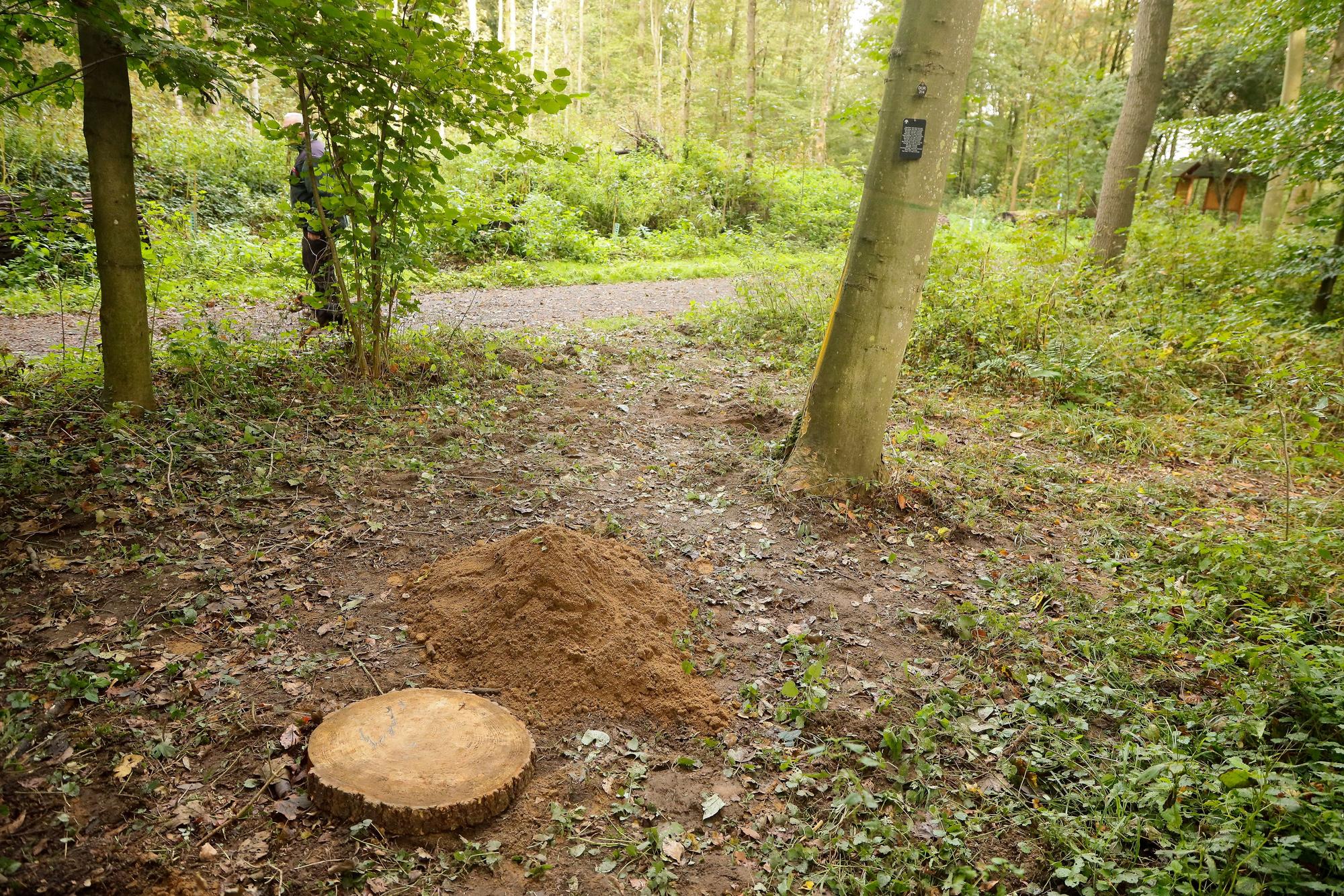 Ein Erdhaufen auf Waldboden, daneben eine Baumscheibe, die ein Loch zudeckt.