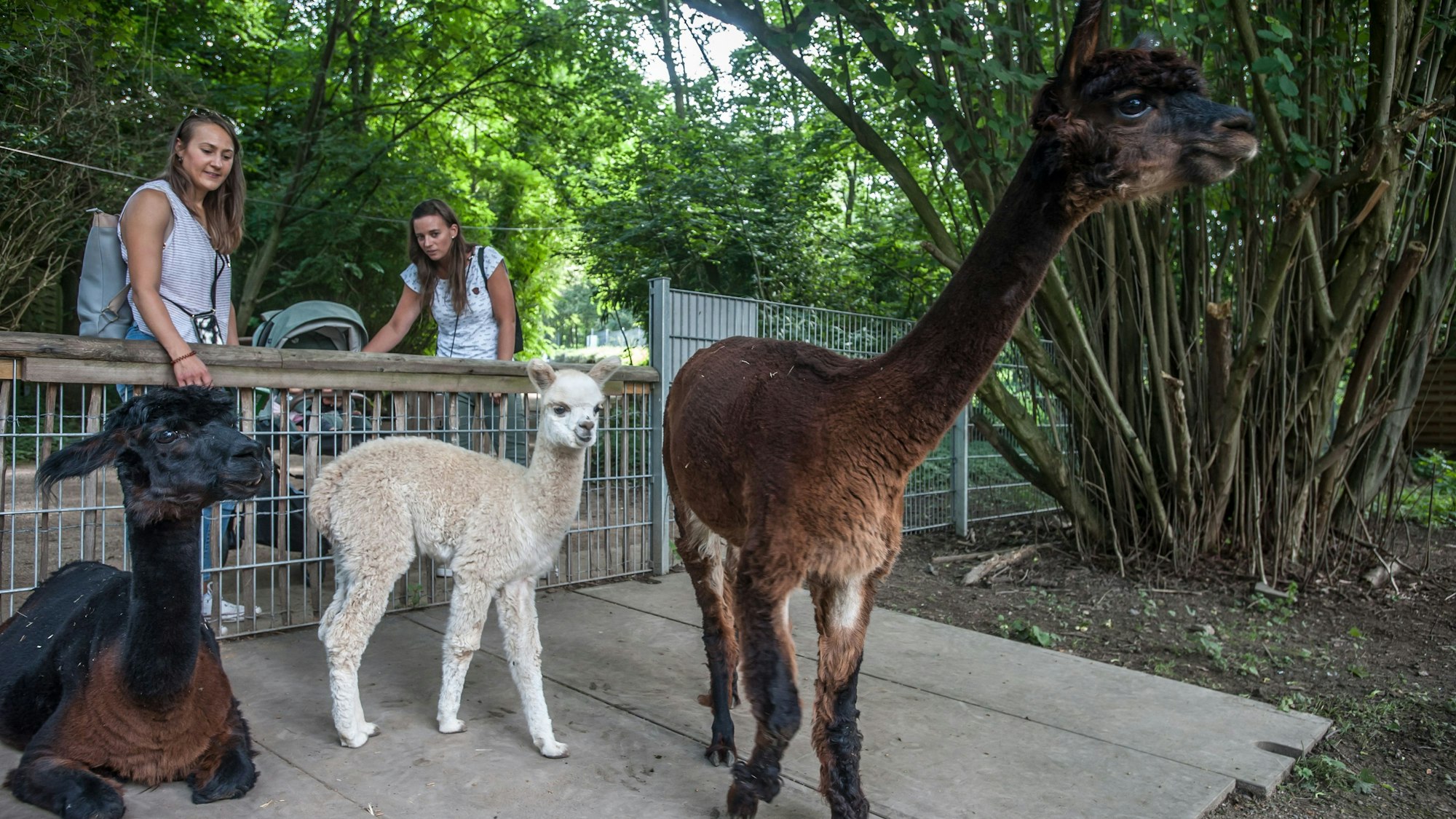 Alpakas im Wildpark Reuschenberg.